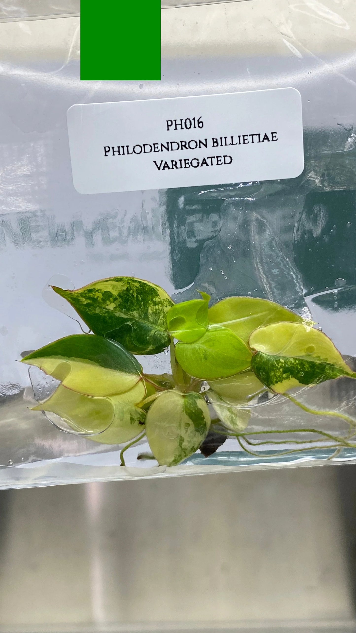 Philodendron Billietiae Variegated (Tissue Culture)