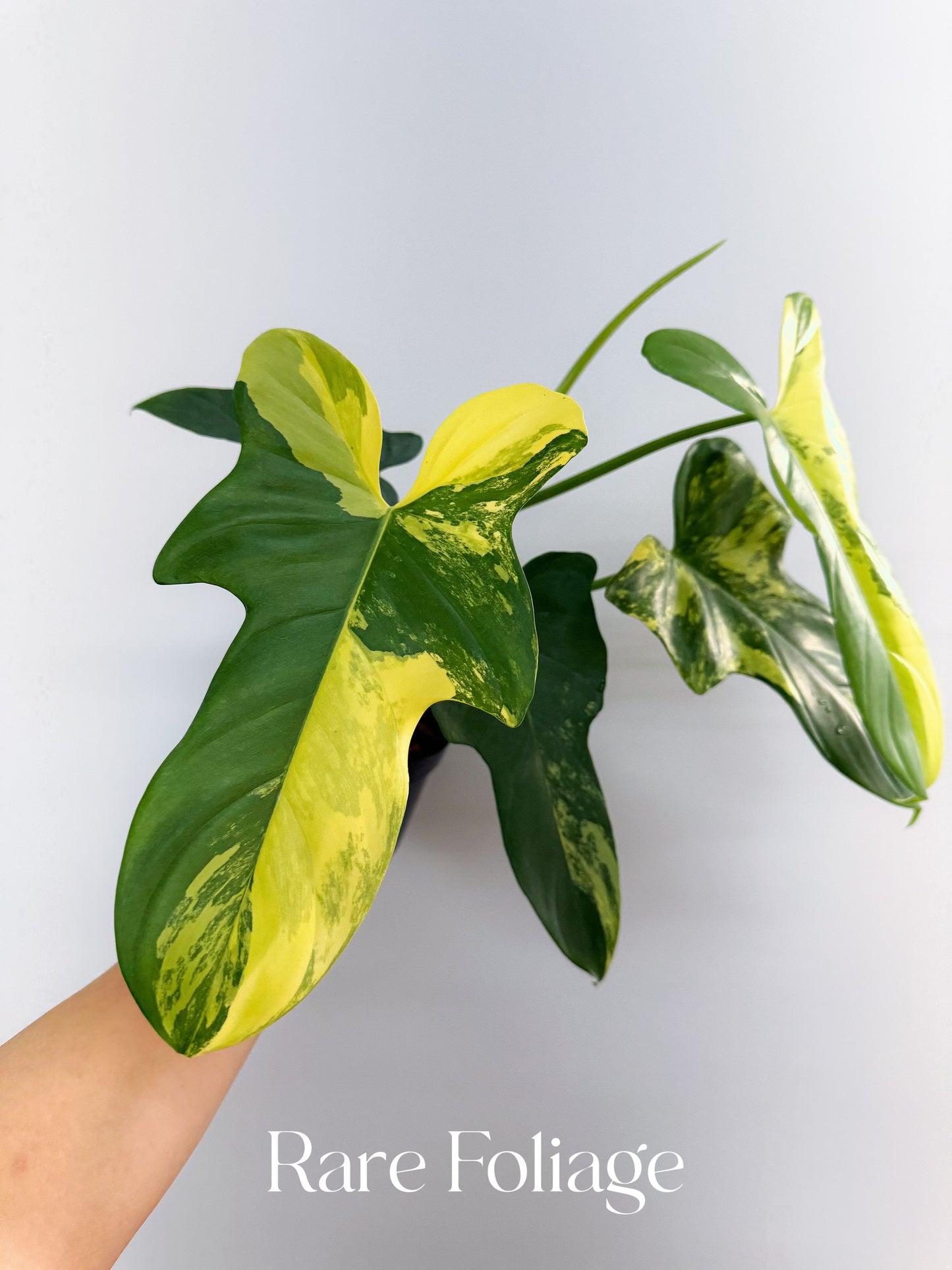 Philodendron Bippenifolium Variegated 6” Exact Plant
