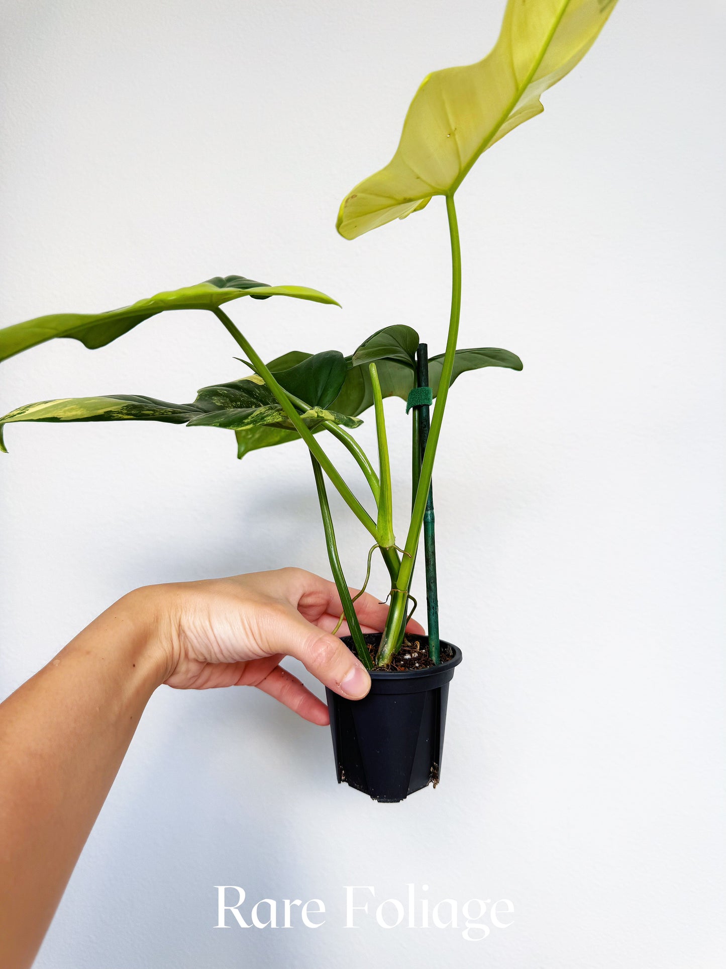 Philodendron Bippenifolium Variegated 3” Exact Plant