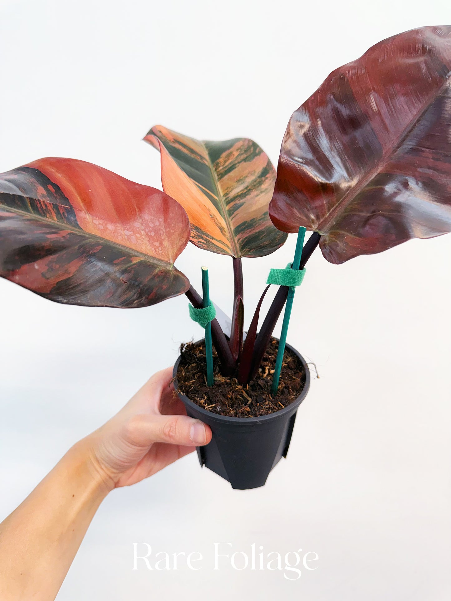 Philodendron Black Cardinal No.1 Variegated 4” Exact Plant