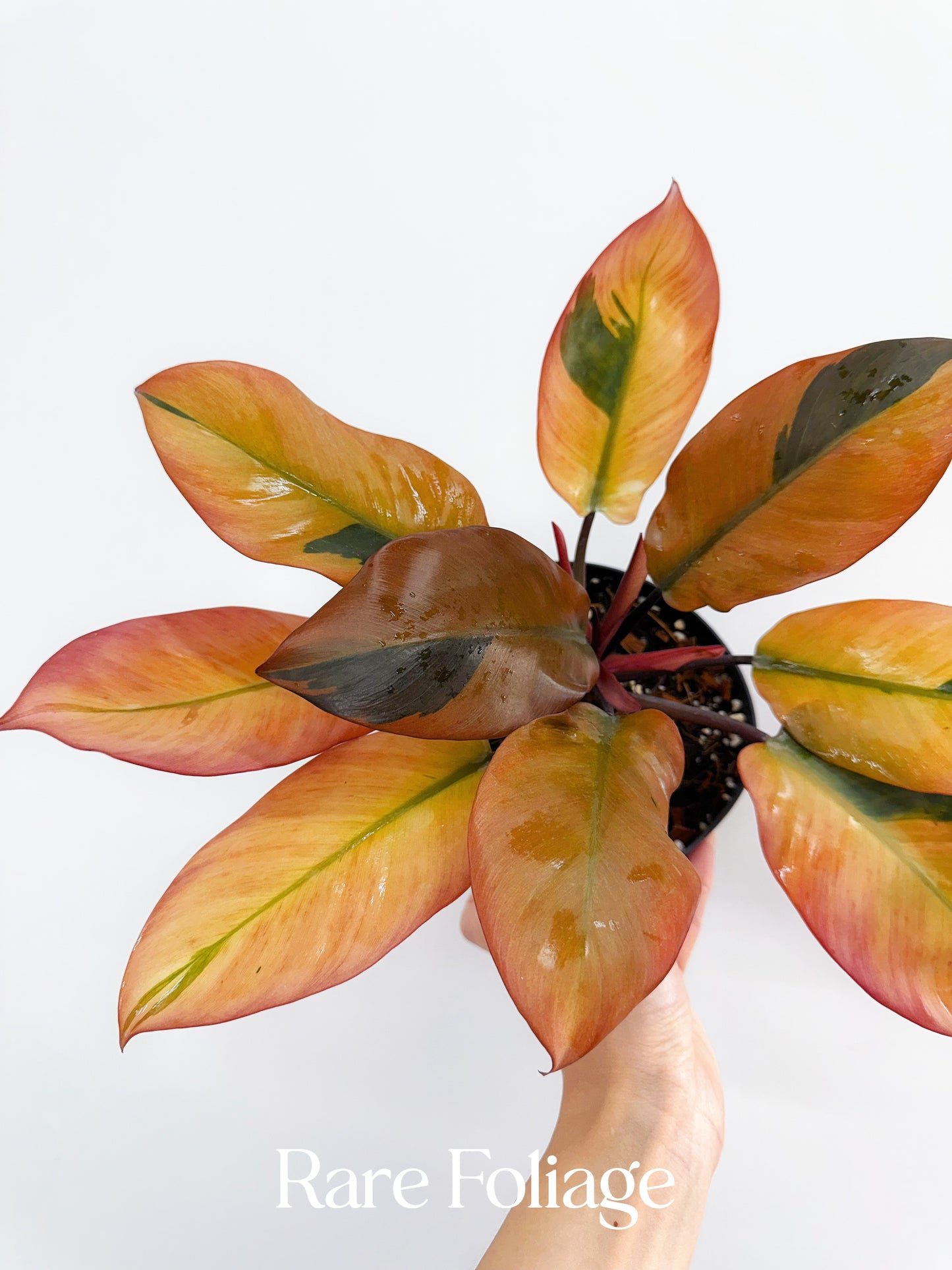 Philodendron Black Cardinal Variegated 6” Exact Plant