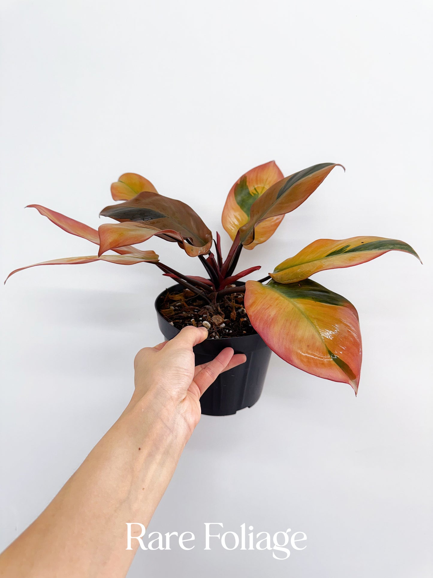 Philodendron Black Cardinal Variegated 6” Exact Plant