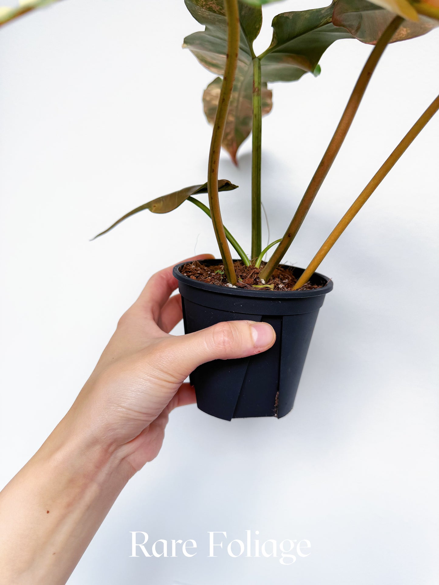 Philodendron Brown Beauty (Florida Beauty x Billietiae x Atabapoense) 4” Exact Plant
