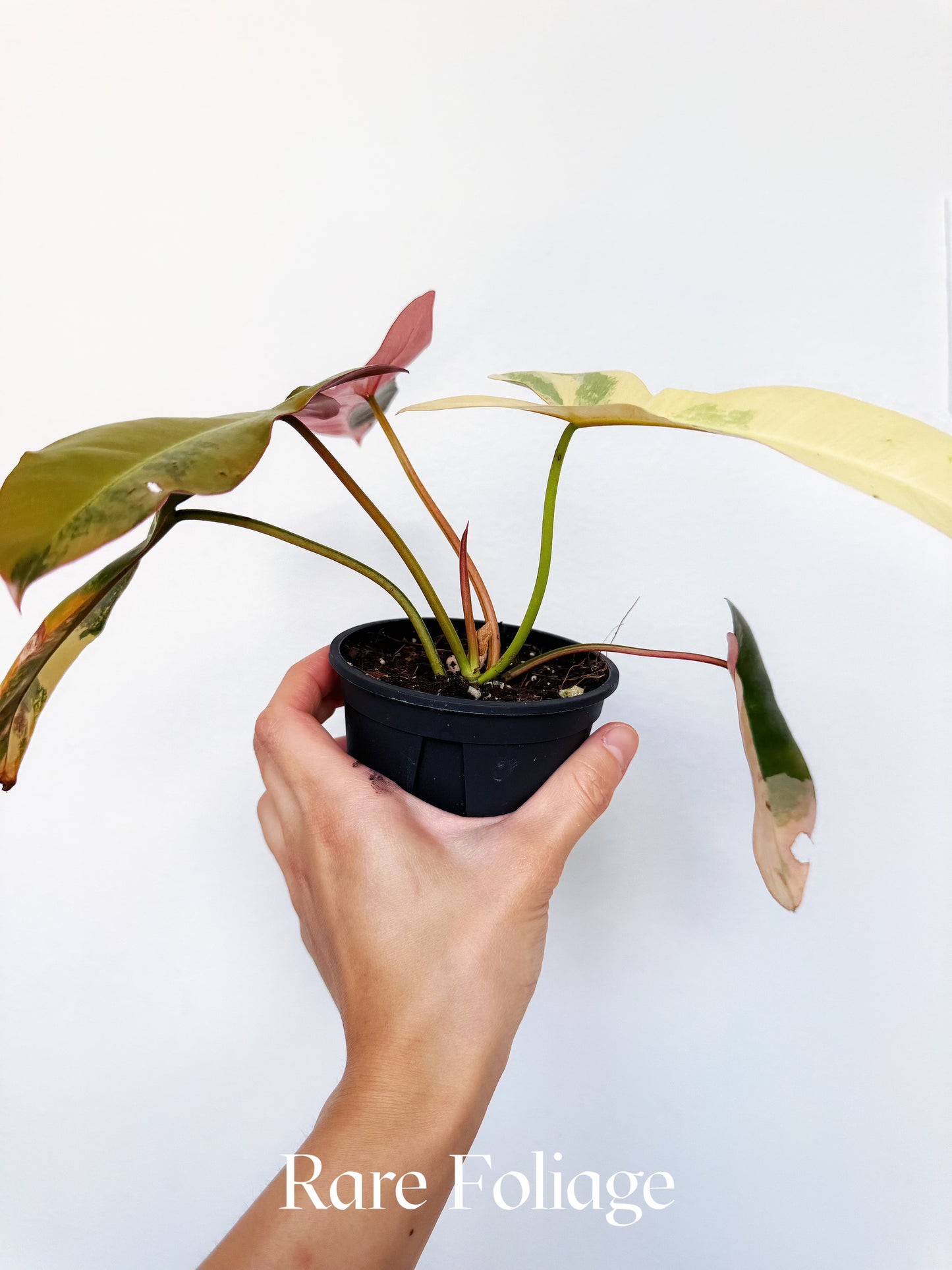Philodendron Brown Beauty Pink 4" Exact Plant