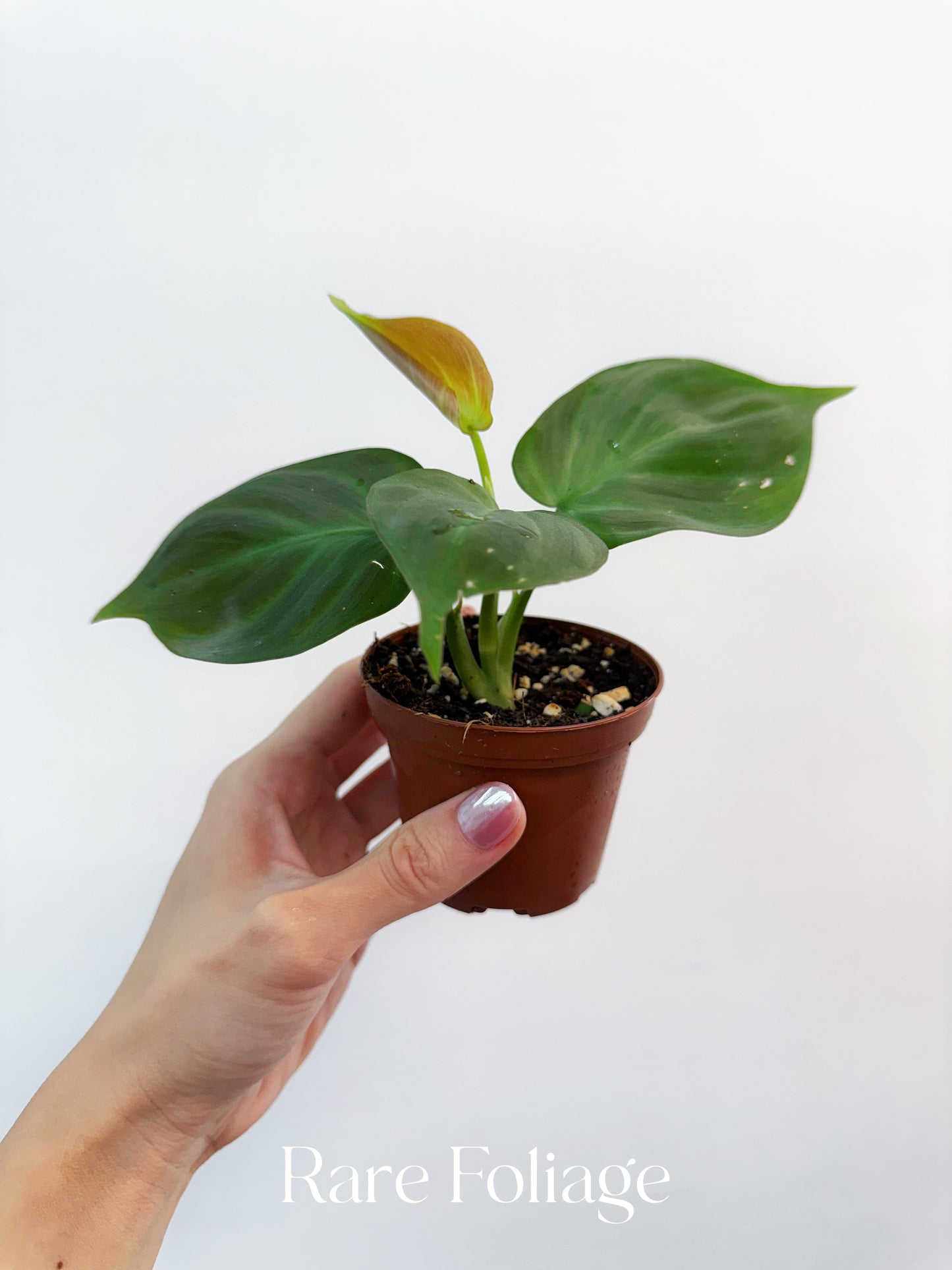 Philodendron Campo 3"