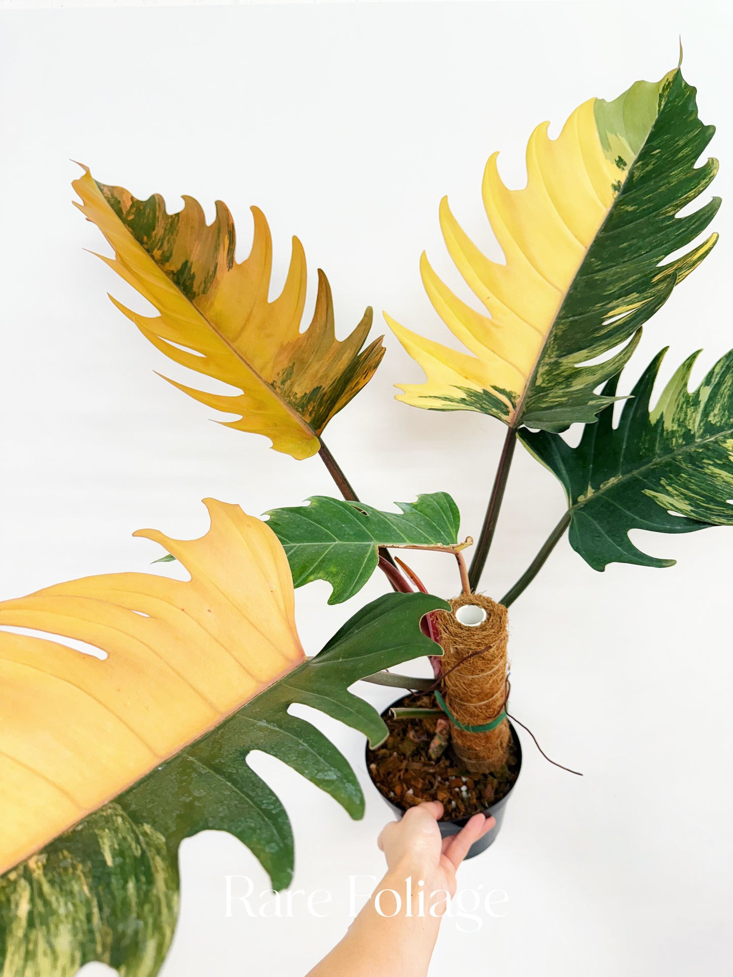 Philodendron Caramel Marble High Variegation 6” Exact Plant