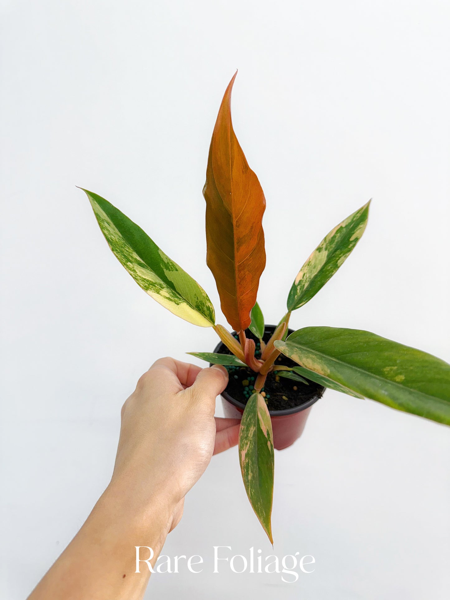Philodendron Caramel Marble 3"