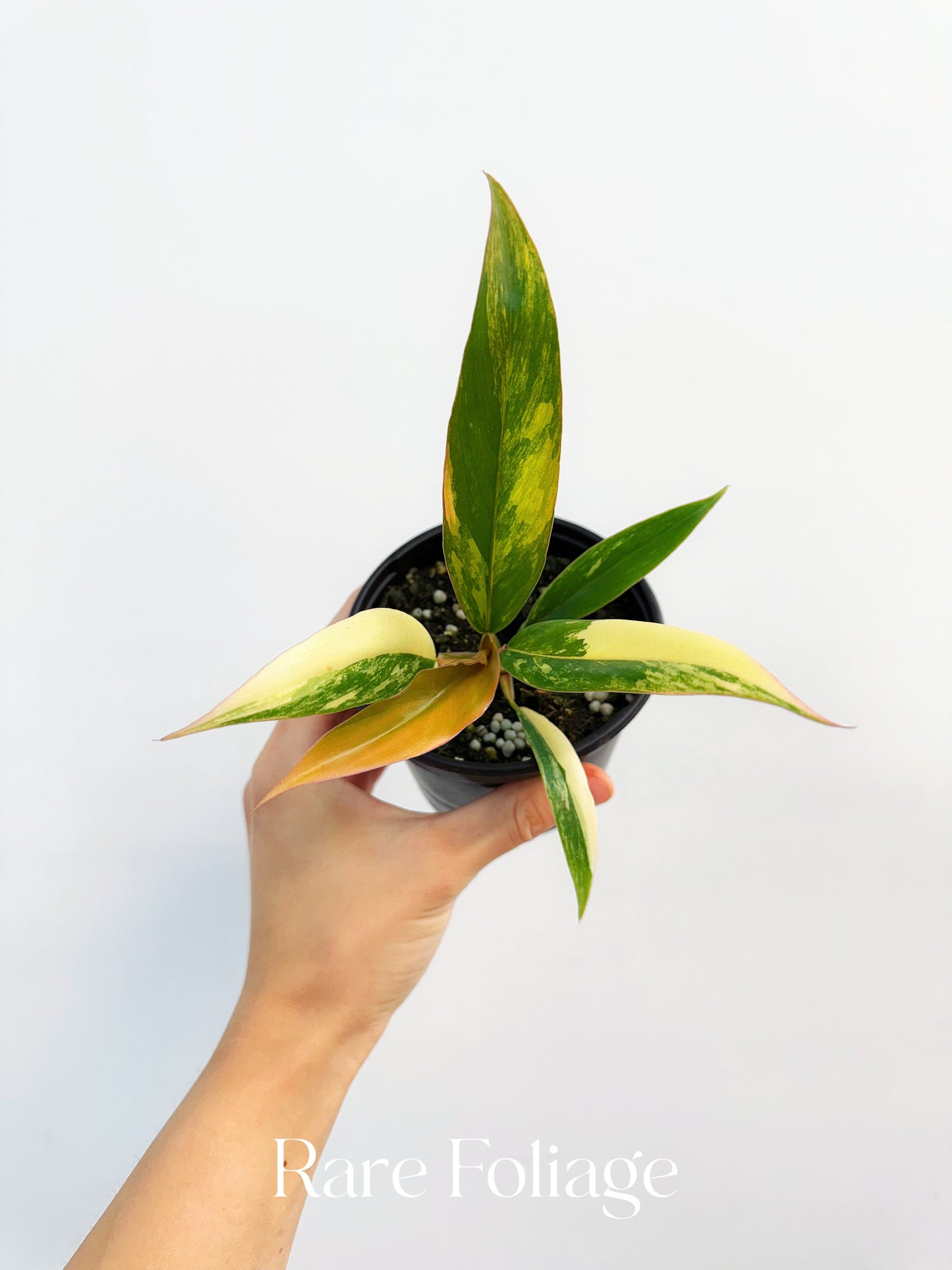 Philodendron Caramel Marble 4”