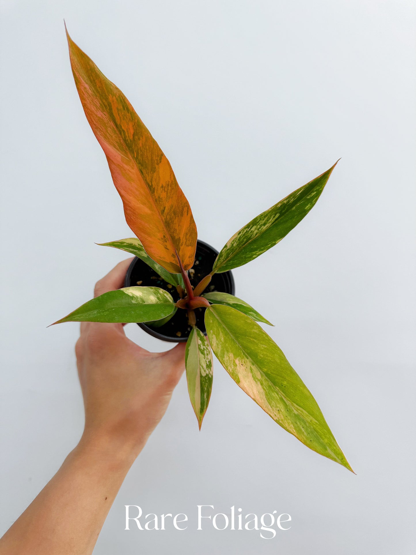 Philodendron Caramel Marble 3"
