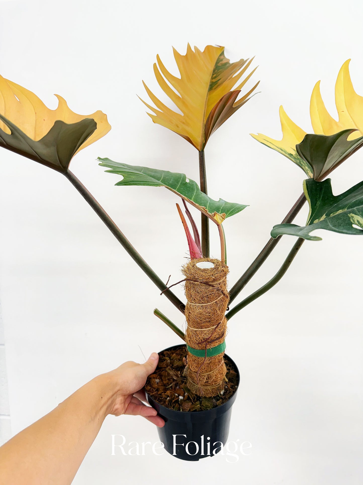 Philodendron Caramel Marble High Variegation 6” Exact Plant