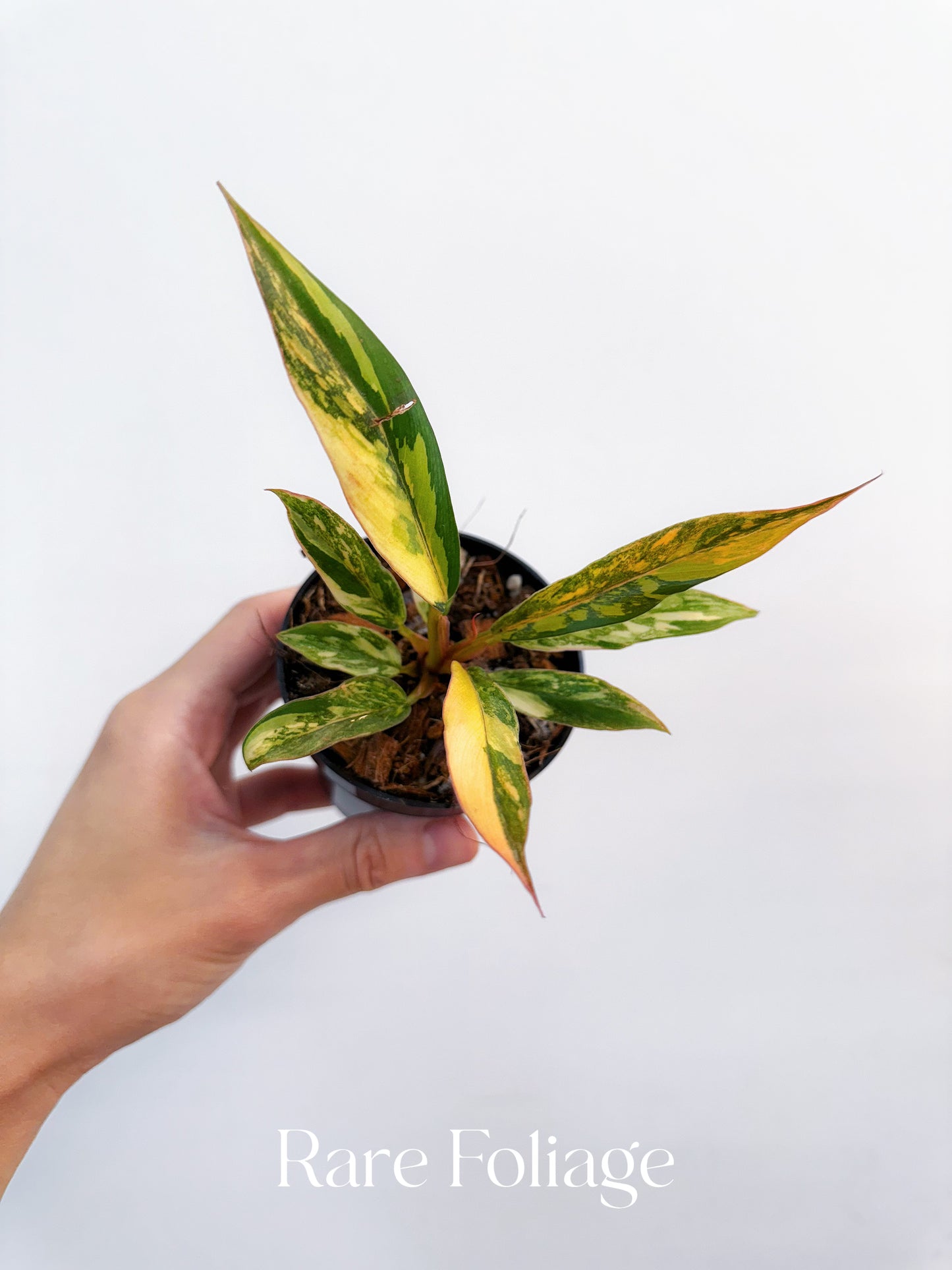 Philodendron Caramel Marble Fire Tiger 3”
