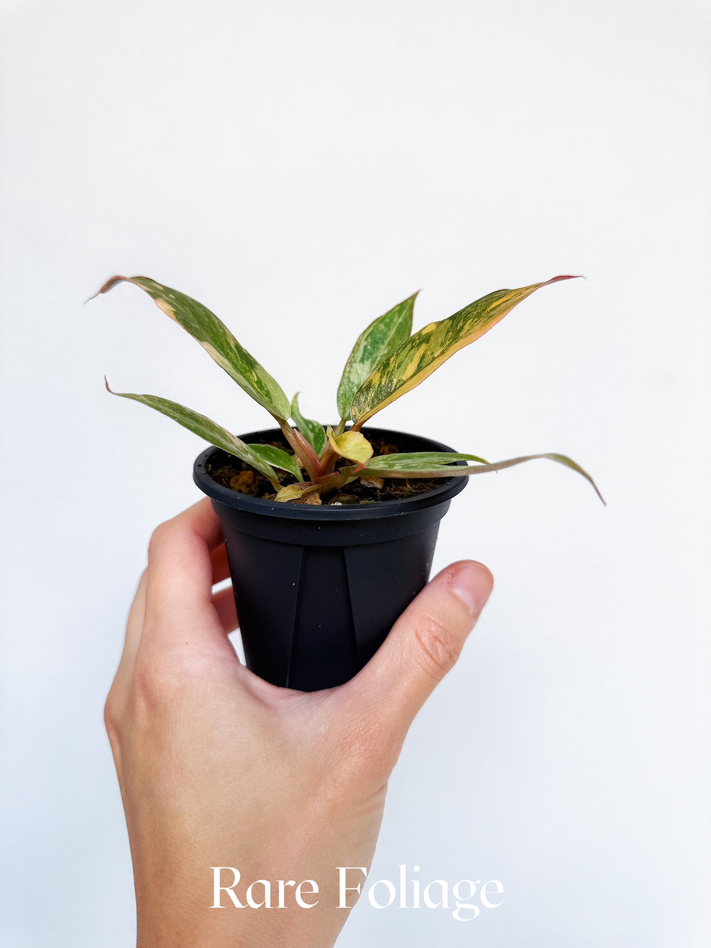 Philodendron Caramel Marble Fire Tiger 3"