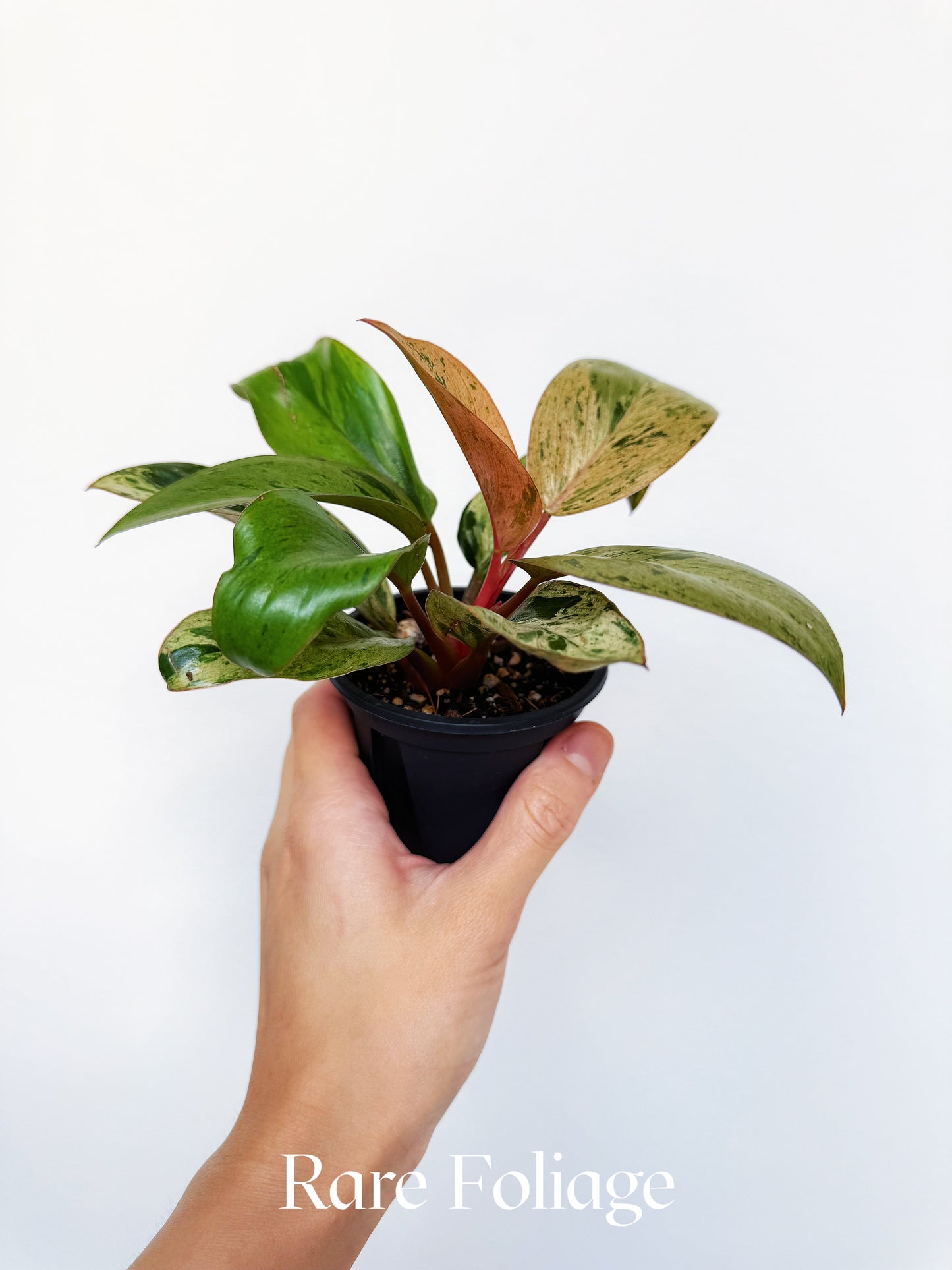 Philodendron Congo Marble Dwarf 3"