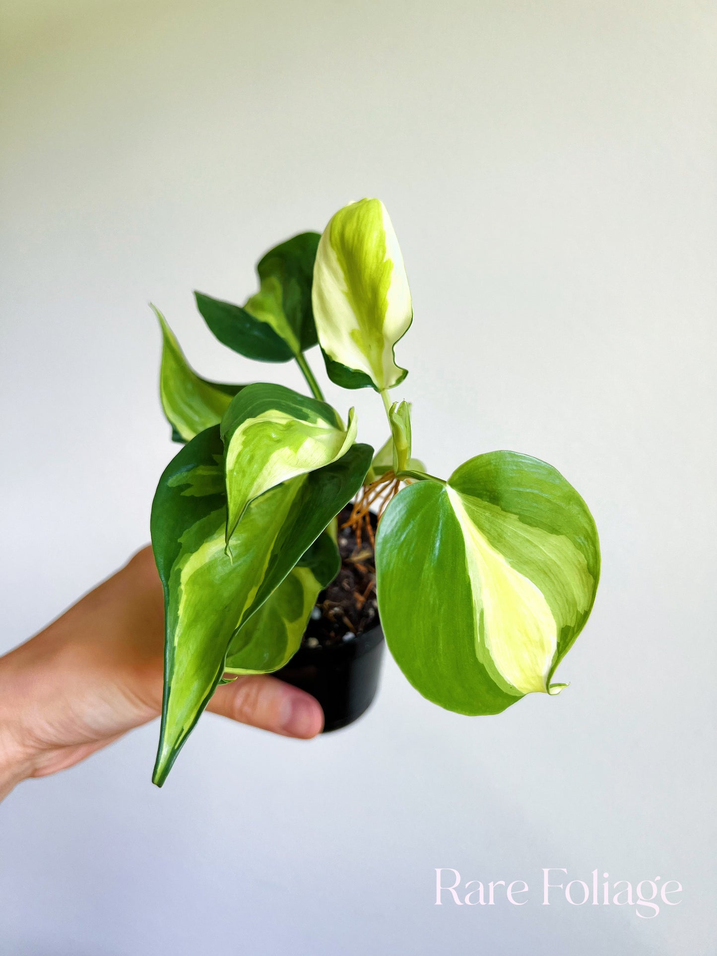 Philodendron Hederaceum ‘Cream Splash’ 3”