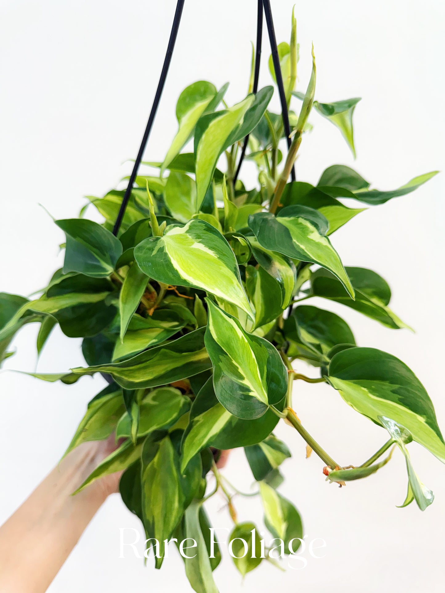 Philodendron Cream Splash 6" Hanging Basket