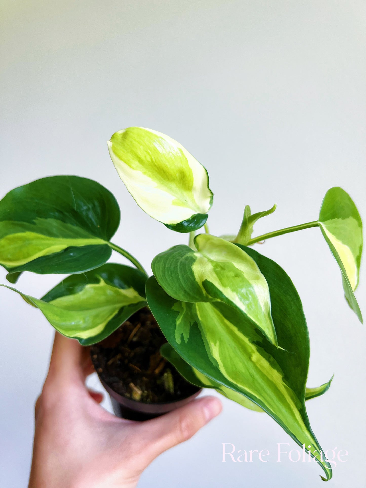 Philodendron Hederaceum ‘Cream Splash’ 3”