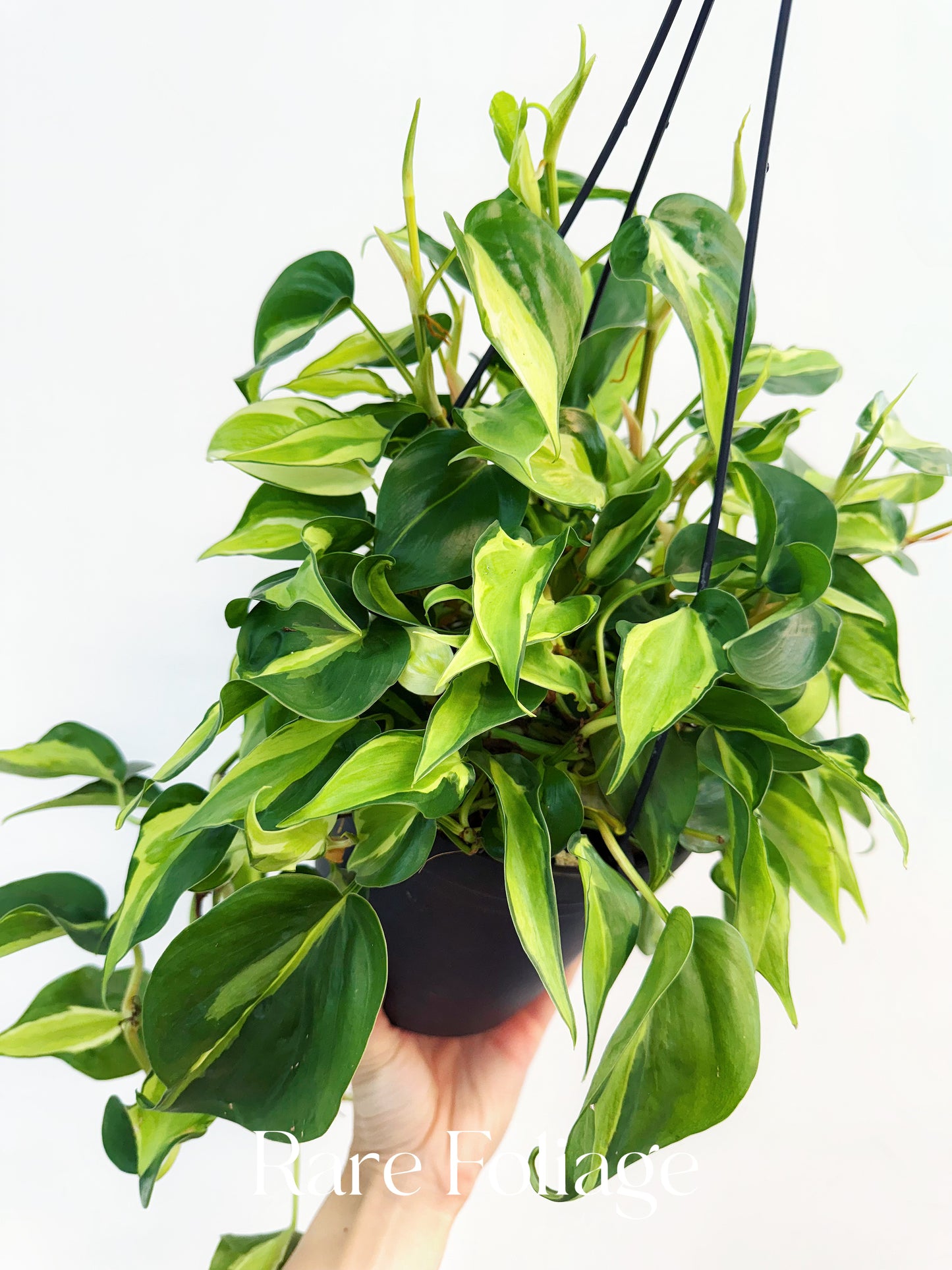 Philodendron Cream Splash 6" Hanging Basket