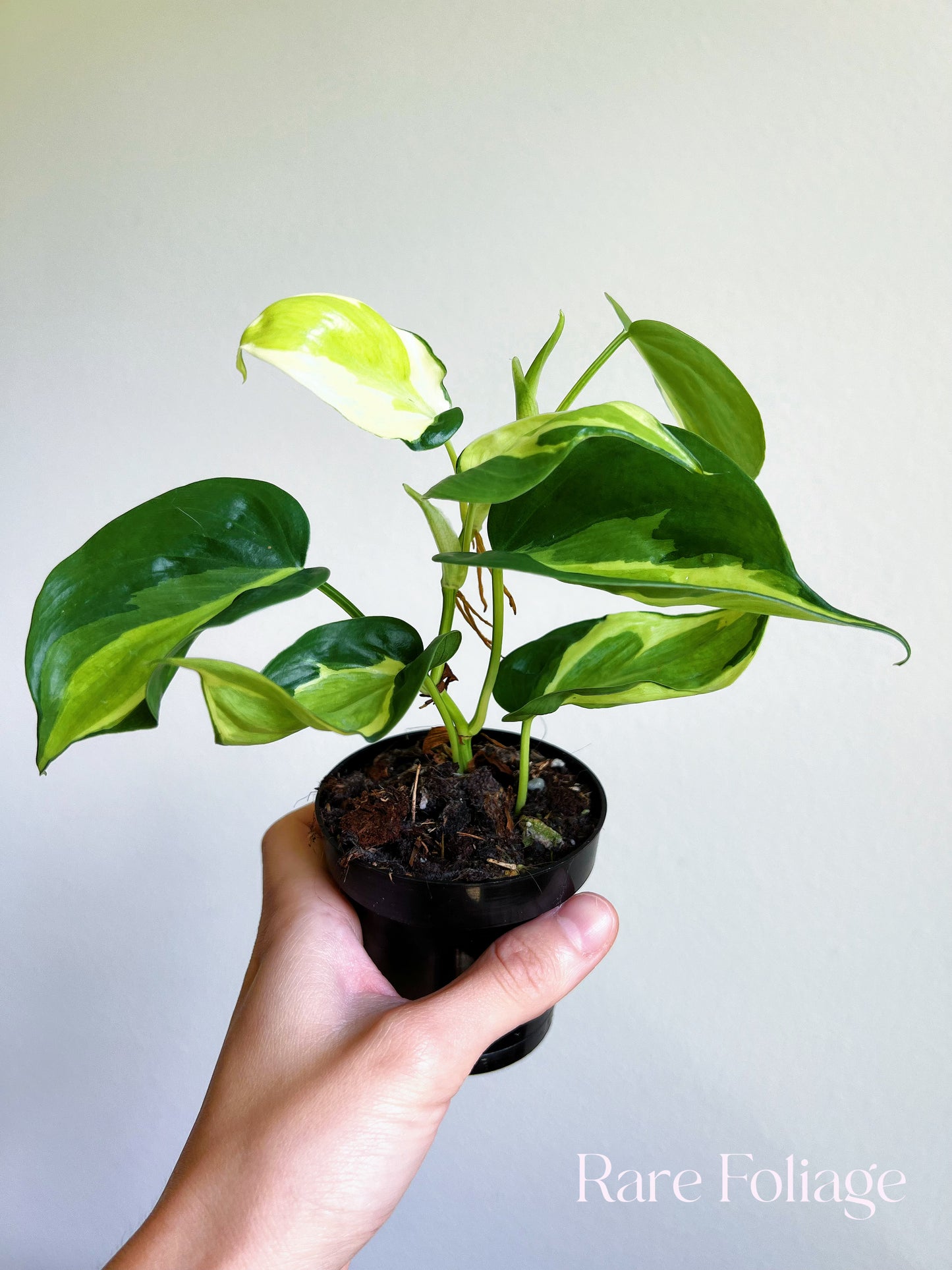 Philodendron Hederaceum ‘Cream Splash’ 3”