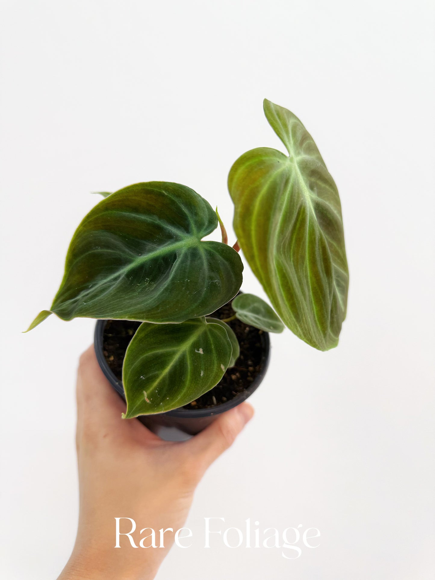 Philodendron El Choco Red 4"