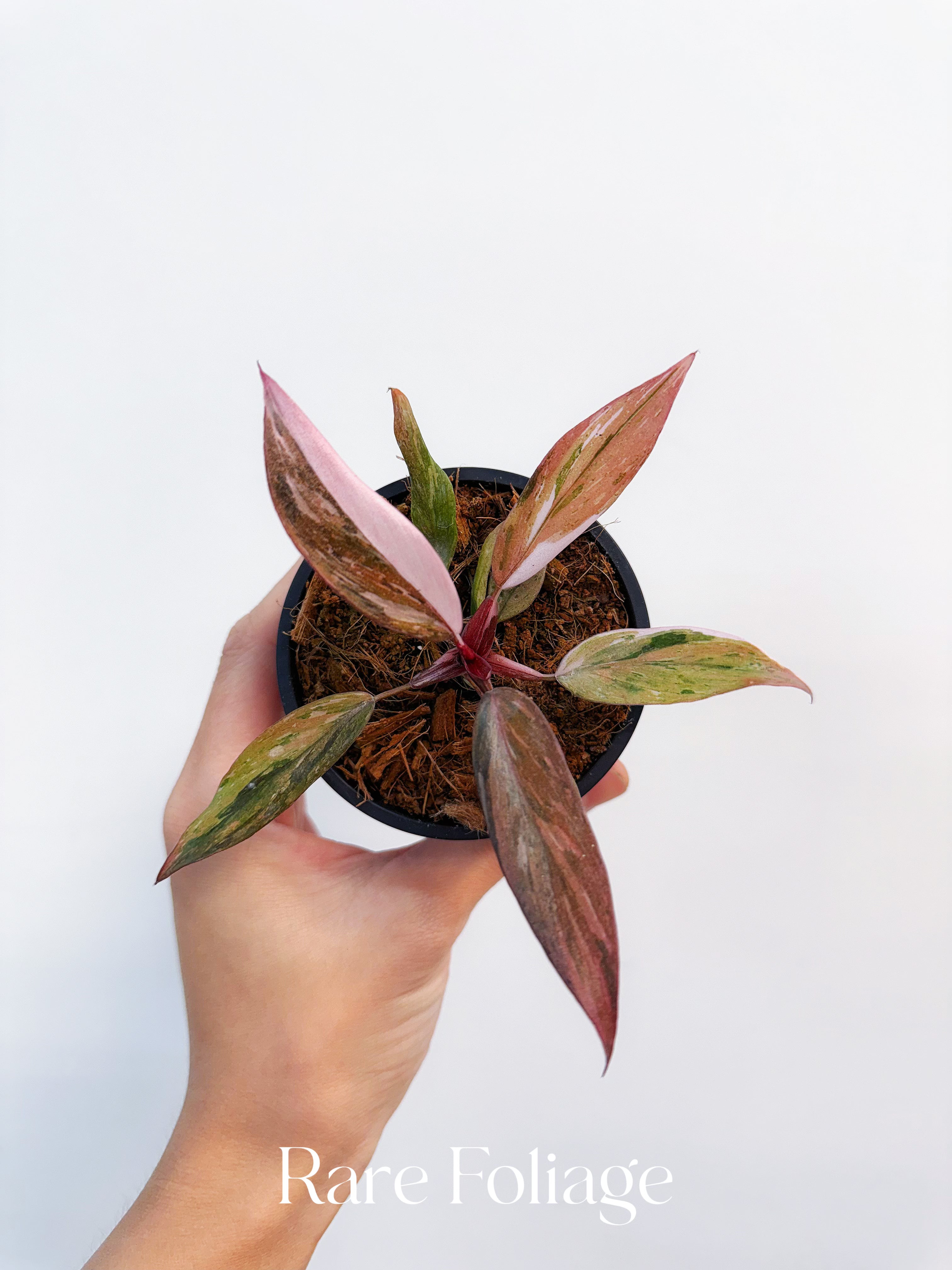 Philodendron Fire Phoenix Variegated 3” – Rare Foliage Plant Co