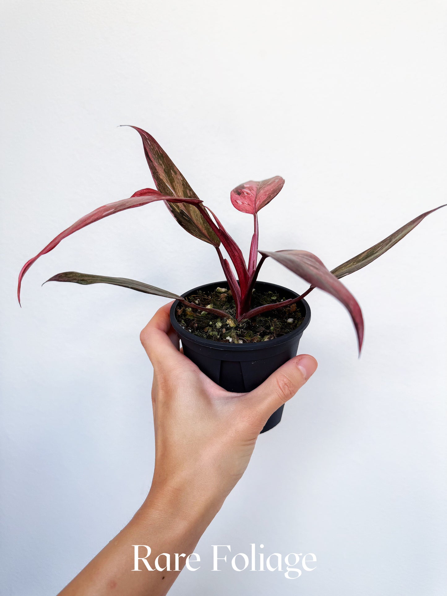 Philodendron Fire Phoenix Variegated 4” Exact Plant