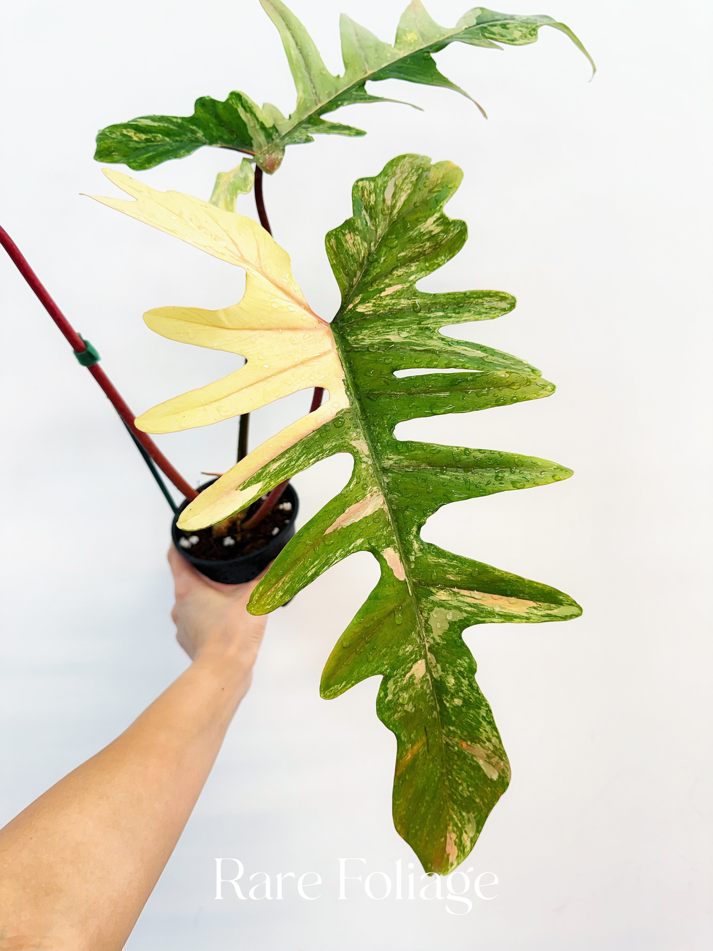 Philodendron Florida Beauty x Mayoi 4” Exact Plant – Rare Foliage
