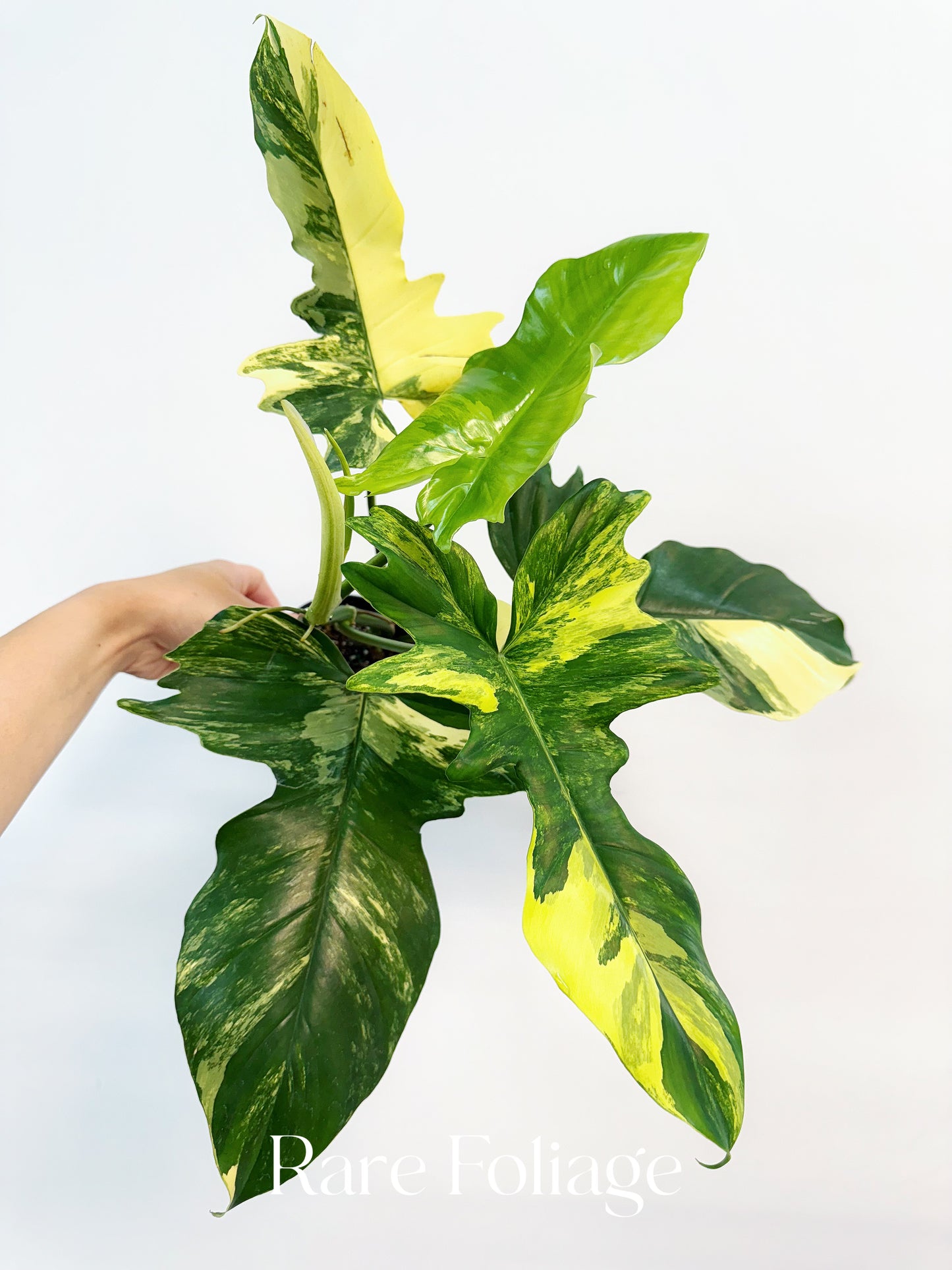 Philodendron Florida Beauty x Mayoi 4" Exact Plant