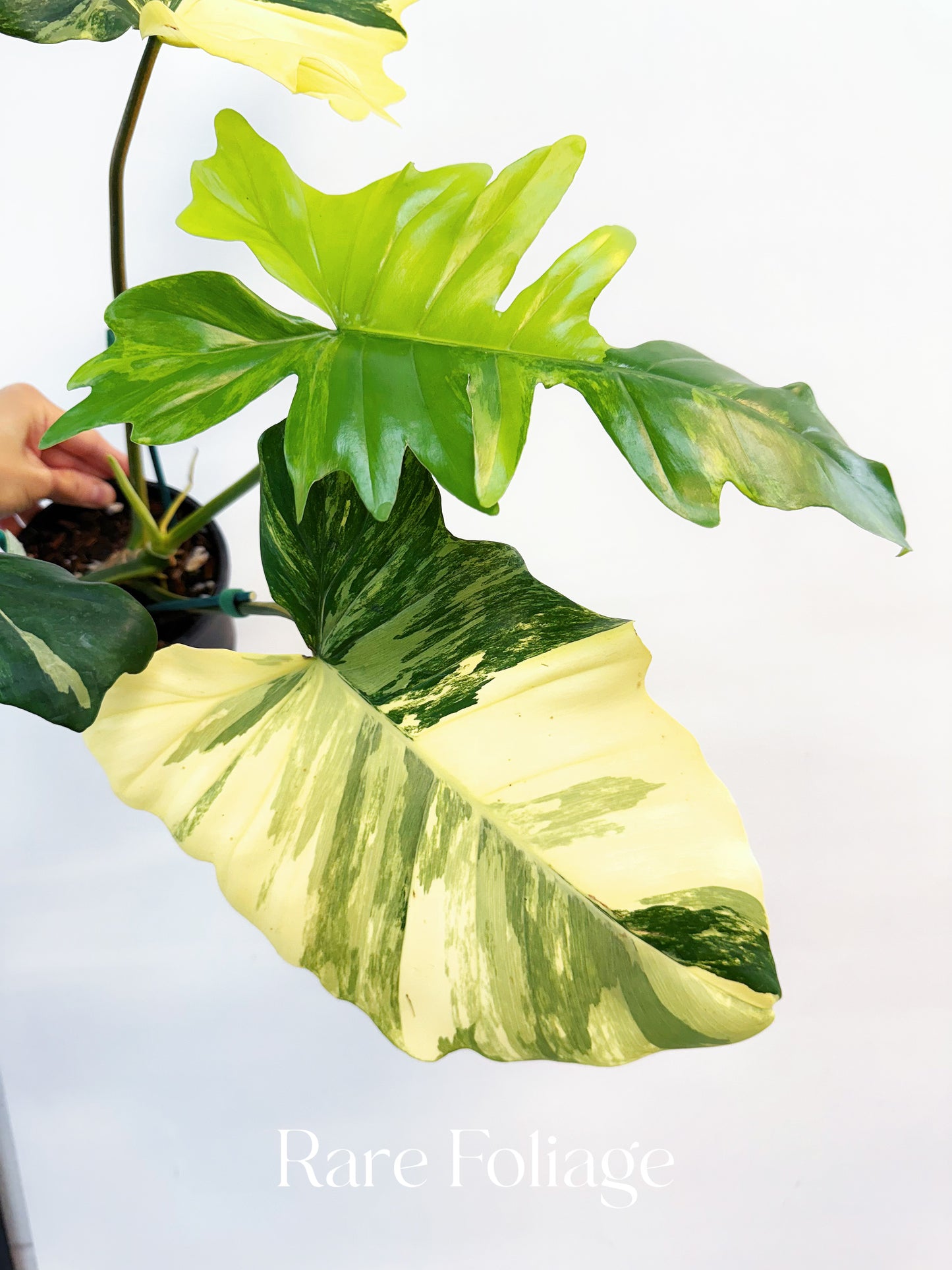 Philodendron Florida Beauty x Mayoi 5” Exact Plant