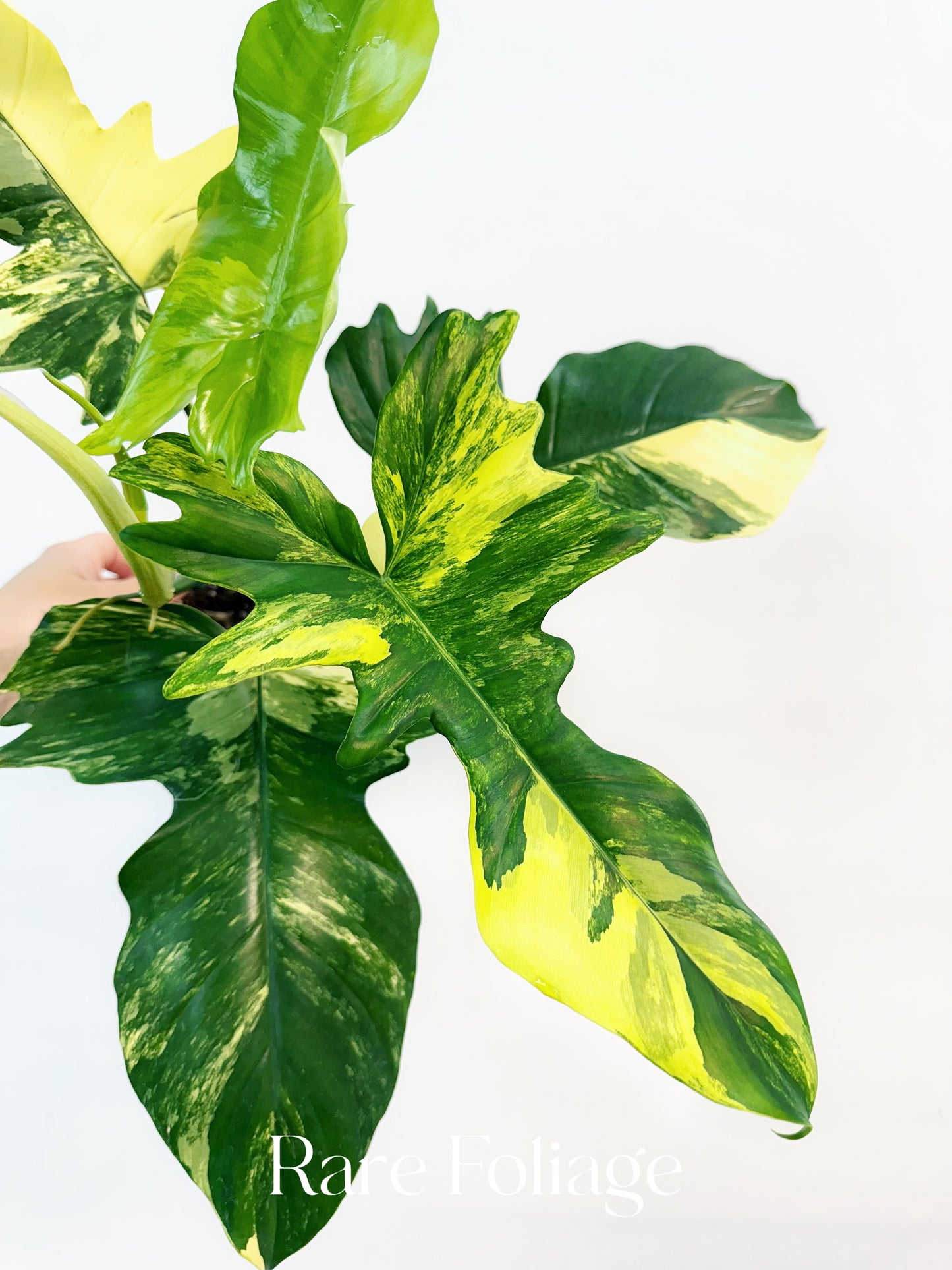 Philodendron Florida Beauty x Mayoi 4" Exact Plant