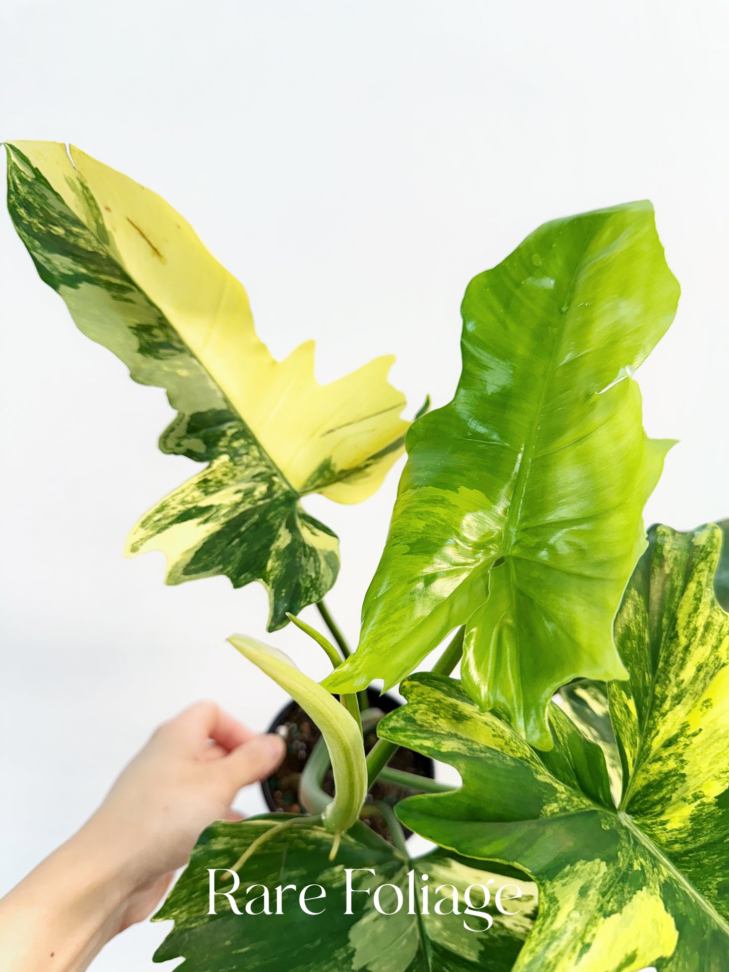 Philodendron Florida Beauty x Mayoi 4" Exact Plant