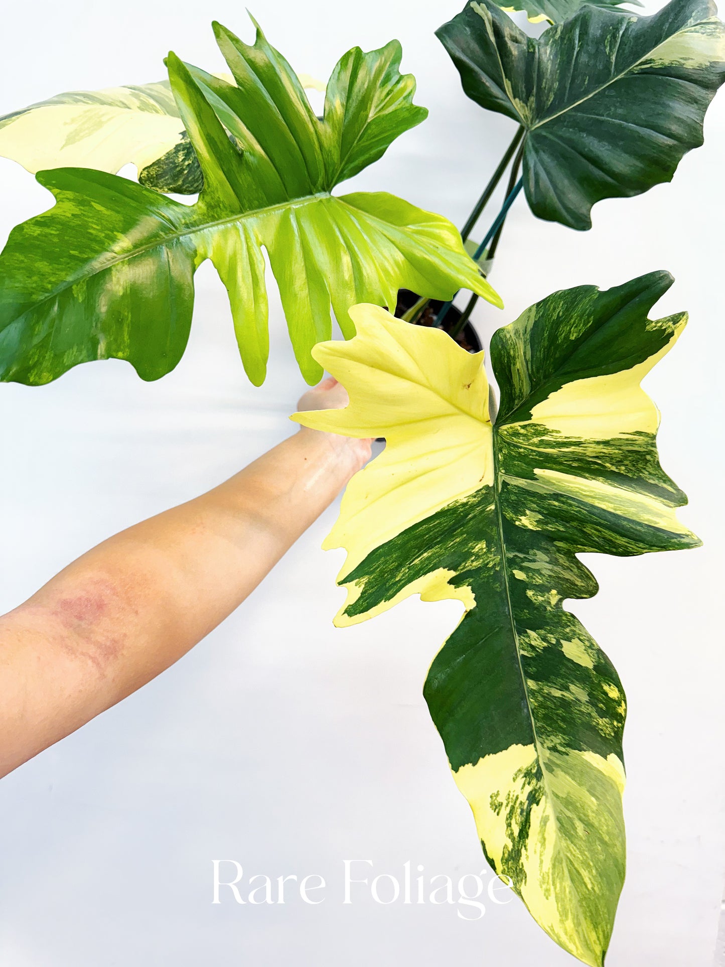 Philodendron Florida Beauty x Mayoi 5” Exact Plant