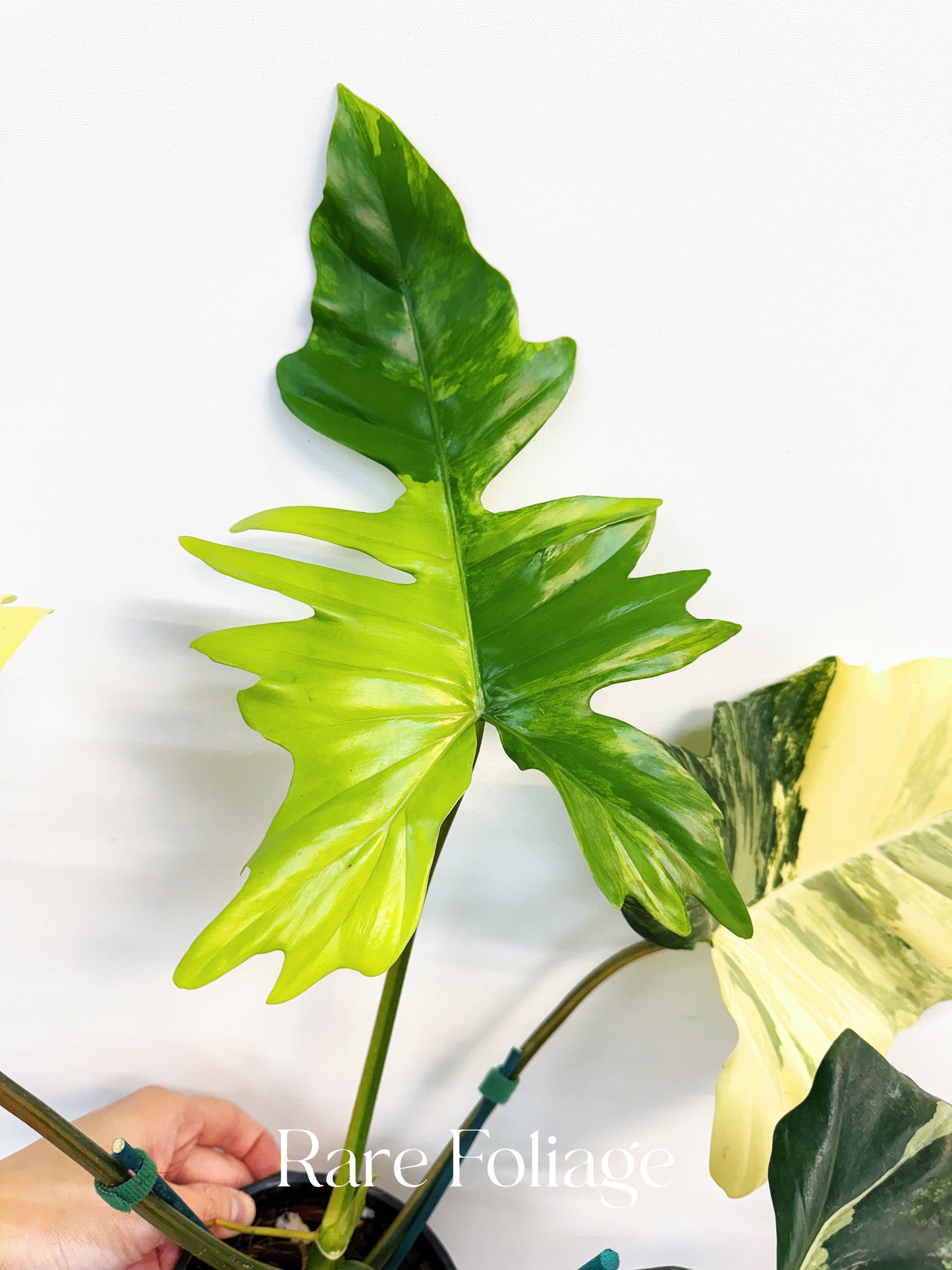 Philodendron Florida Beauty x Mayoi 5” Exact Plant