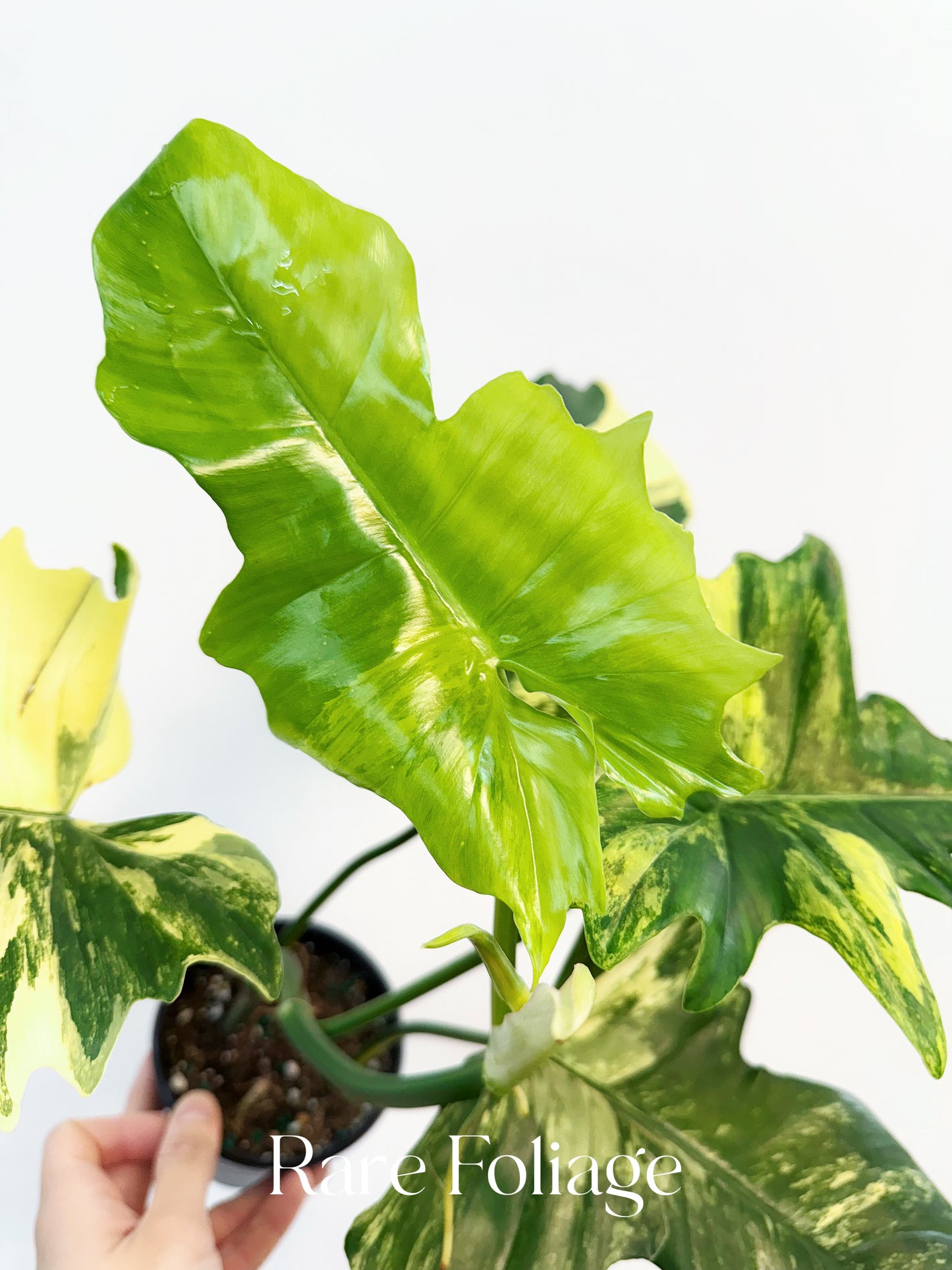 Philodendron Florida Beauty x Mayoi 4" Exact Plant