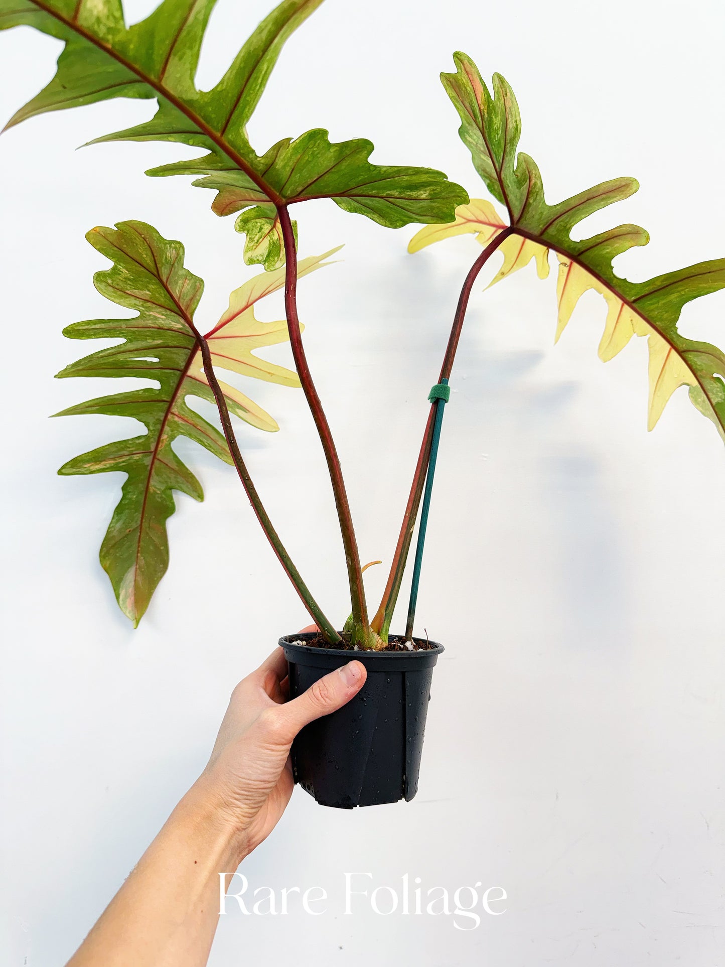 Philodendron Florida Beauty x Mayoi 4” Exact Plant