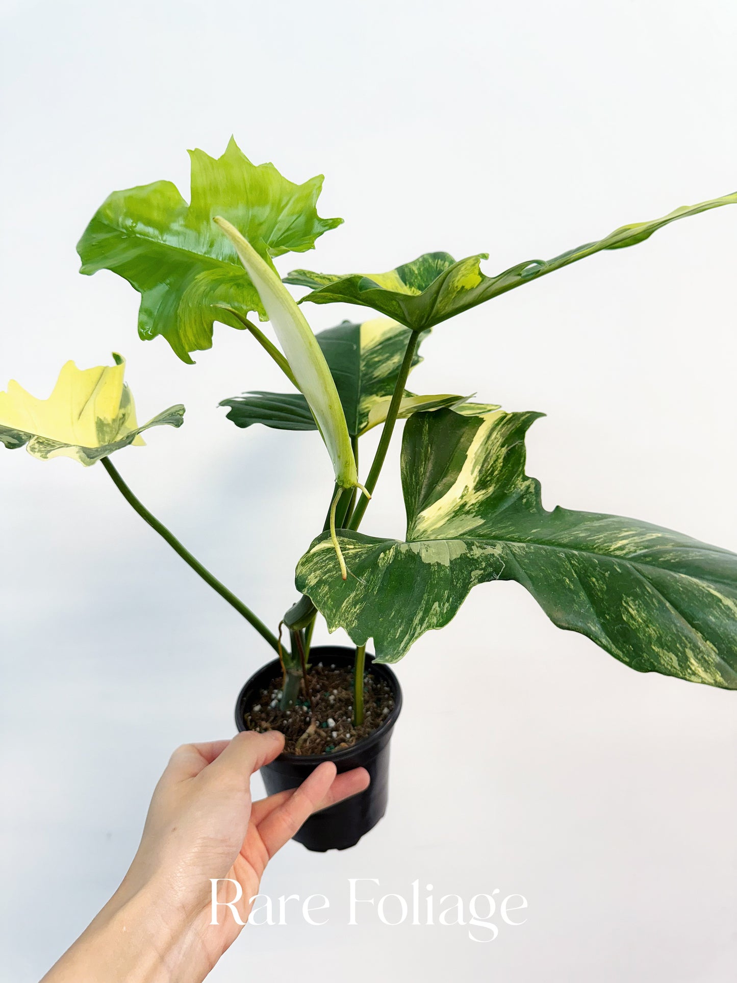 Philodendron Florida Beauty x Mayoi 4" Exact Plant