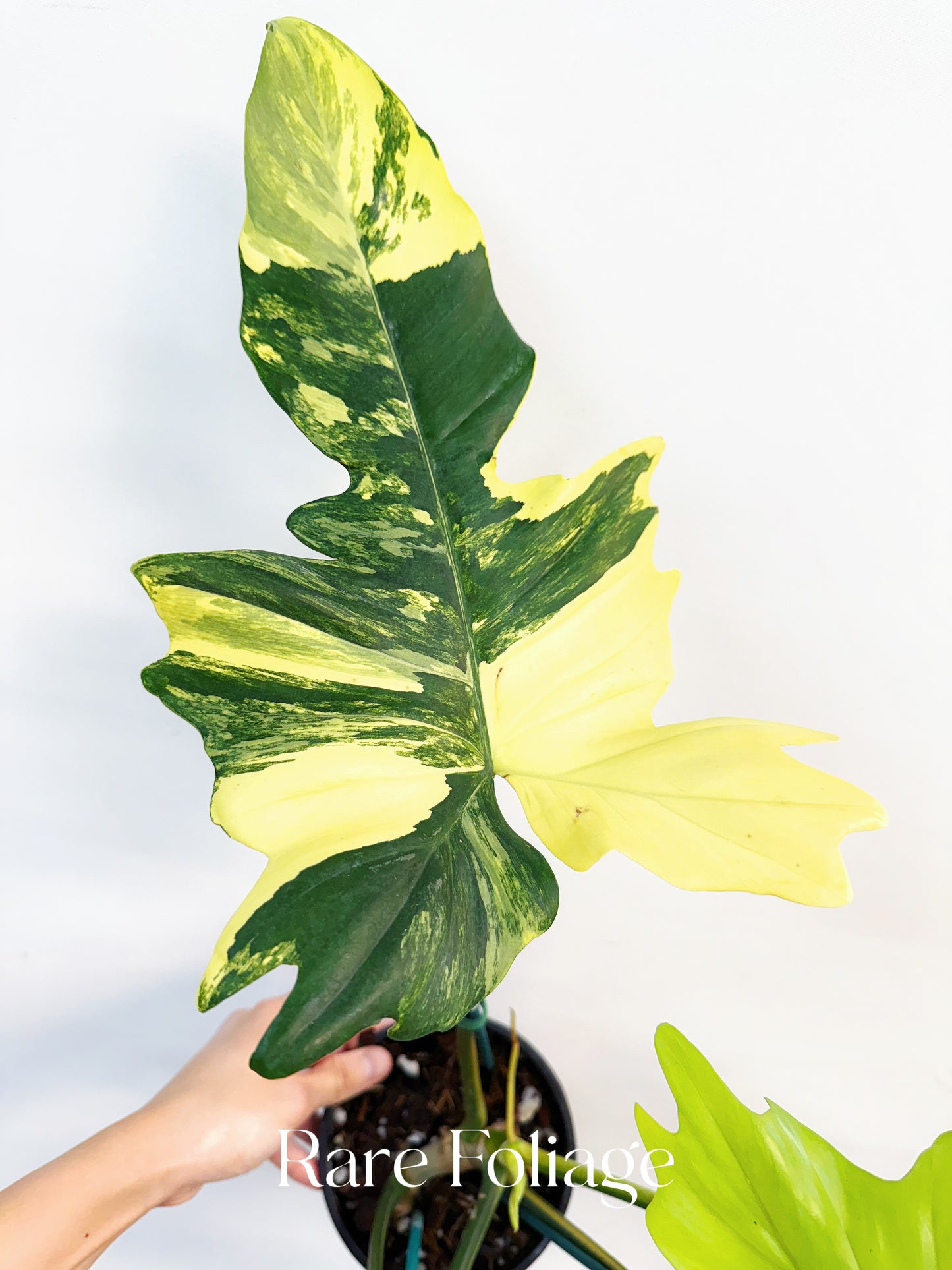 Philodendron Florida Beauty x Mayoi 5” Exact Plant