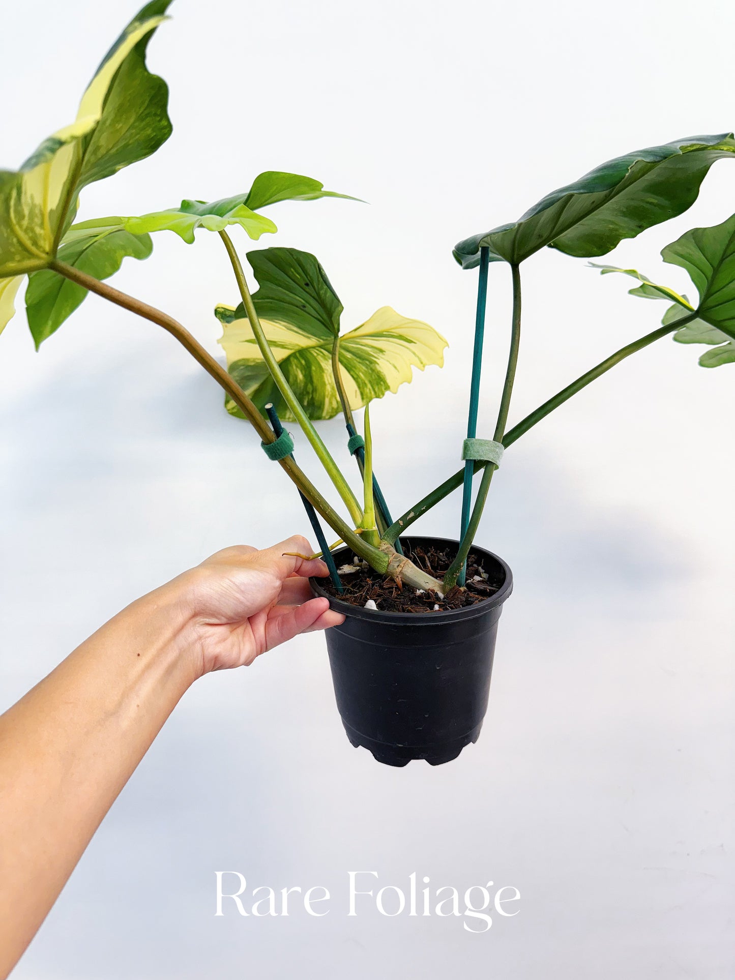 Philodendron Florida Beauty x Mayoi 5” Exact Plant