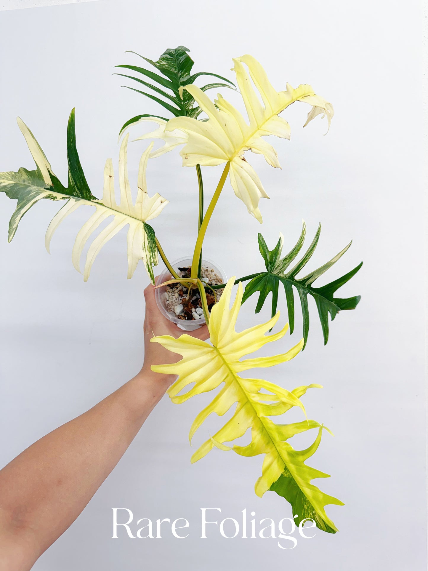 Philodendron Florida Beauty x Tortum XL 4” Exact Plant