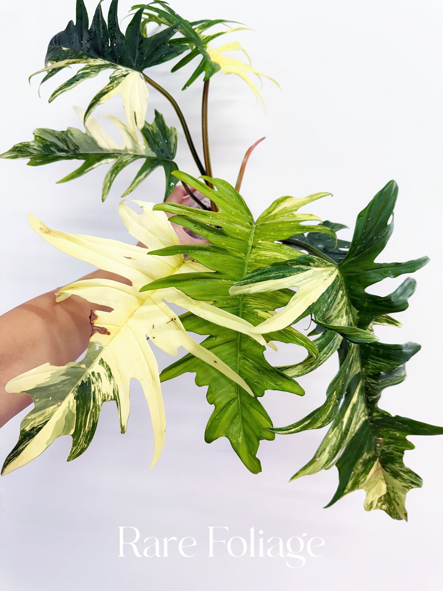 Philodendron Florida Beauty x Tortum XL 4” Exact Plant
