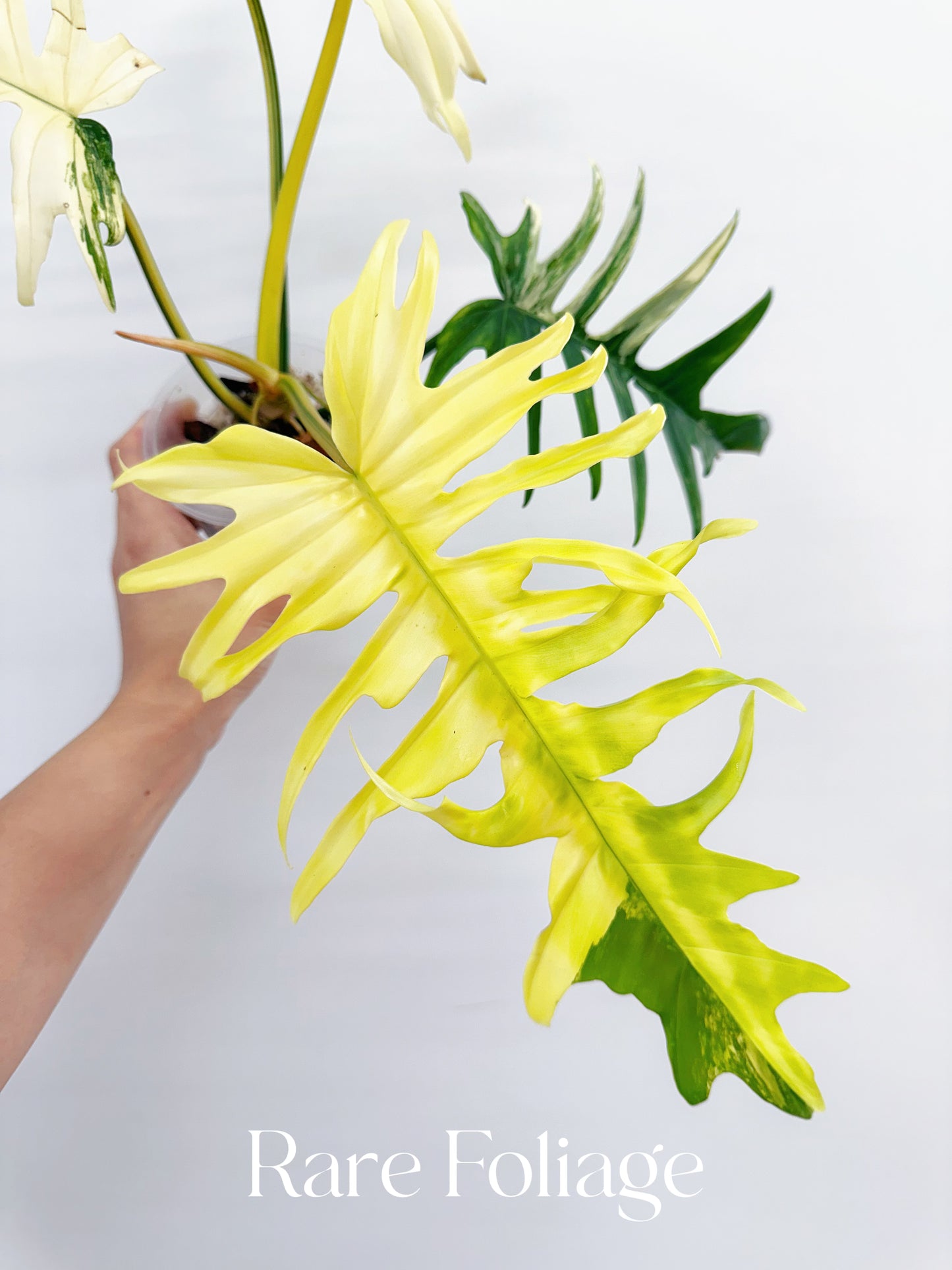 Philodendron Florida Beauty x Tortum XL 4” Exact Plant