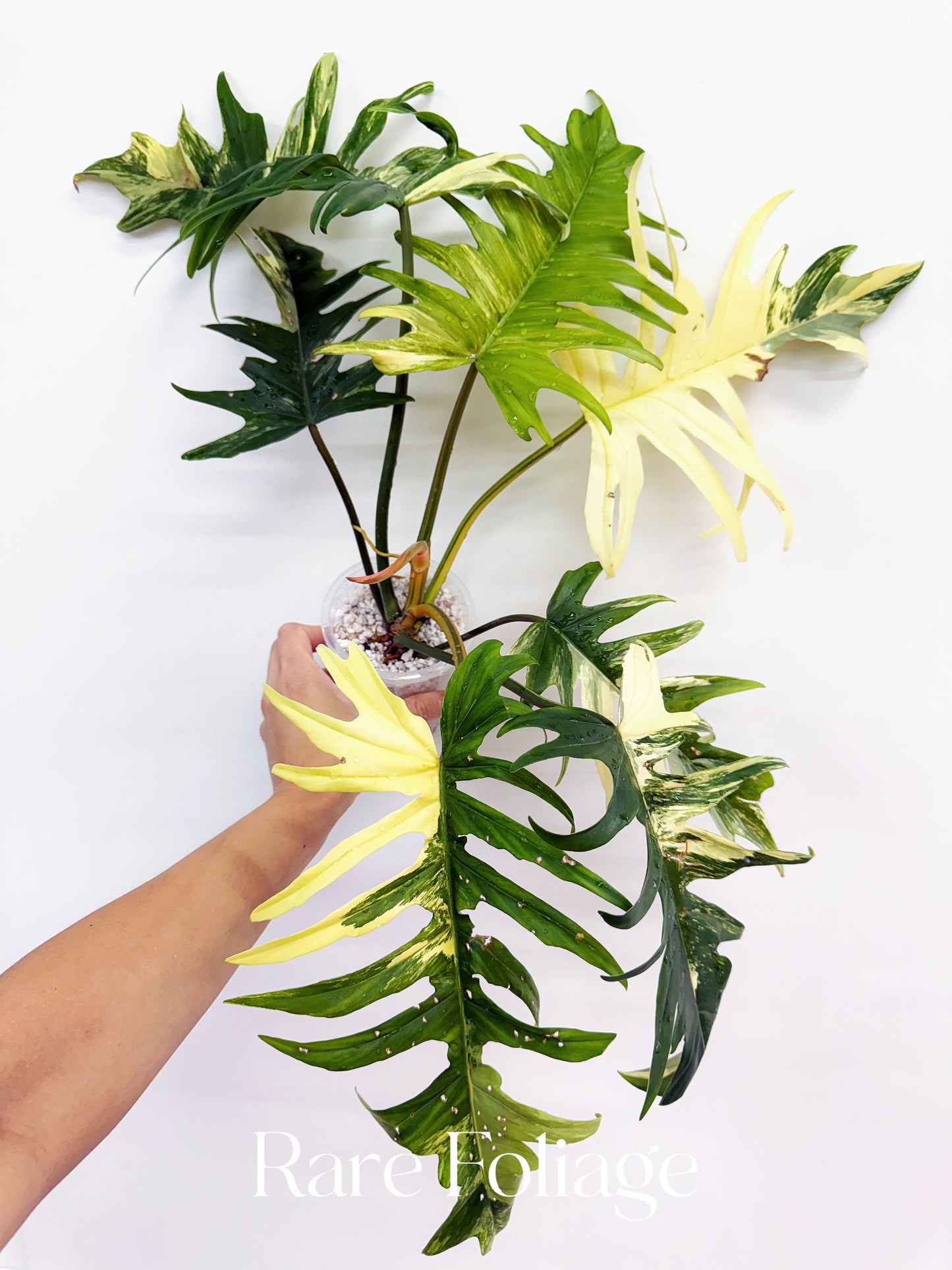 Philodendron Florida Beauty x Tortum XL 4” Exact Plant