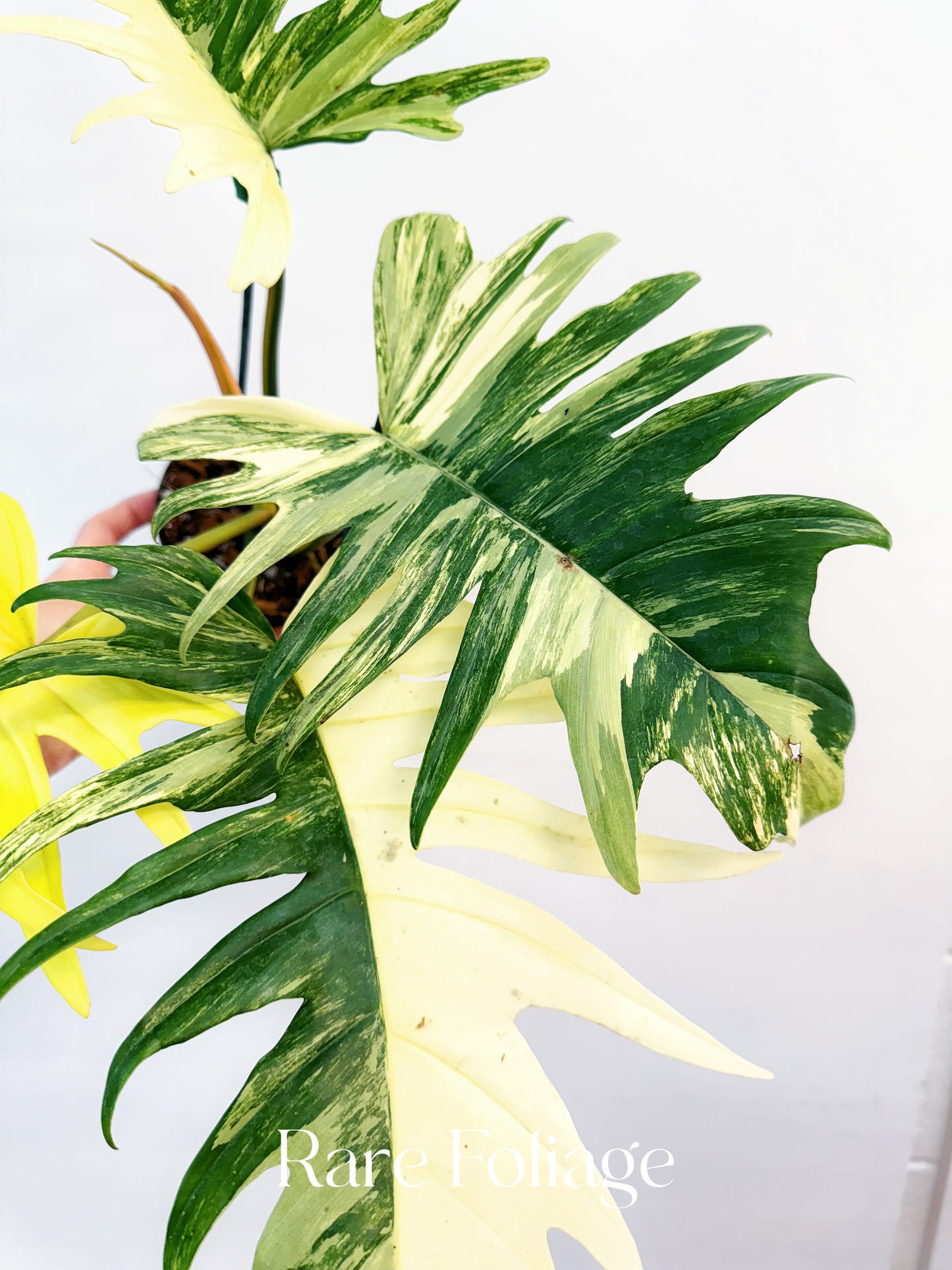 Philodendron Florida Beauty x Tortum 4” Exact Plant