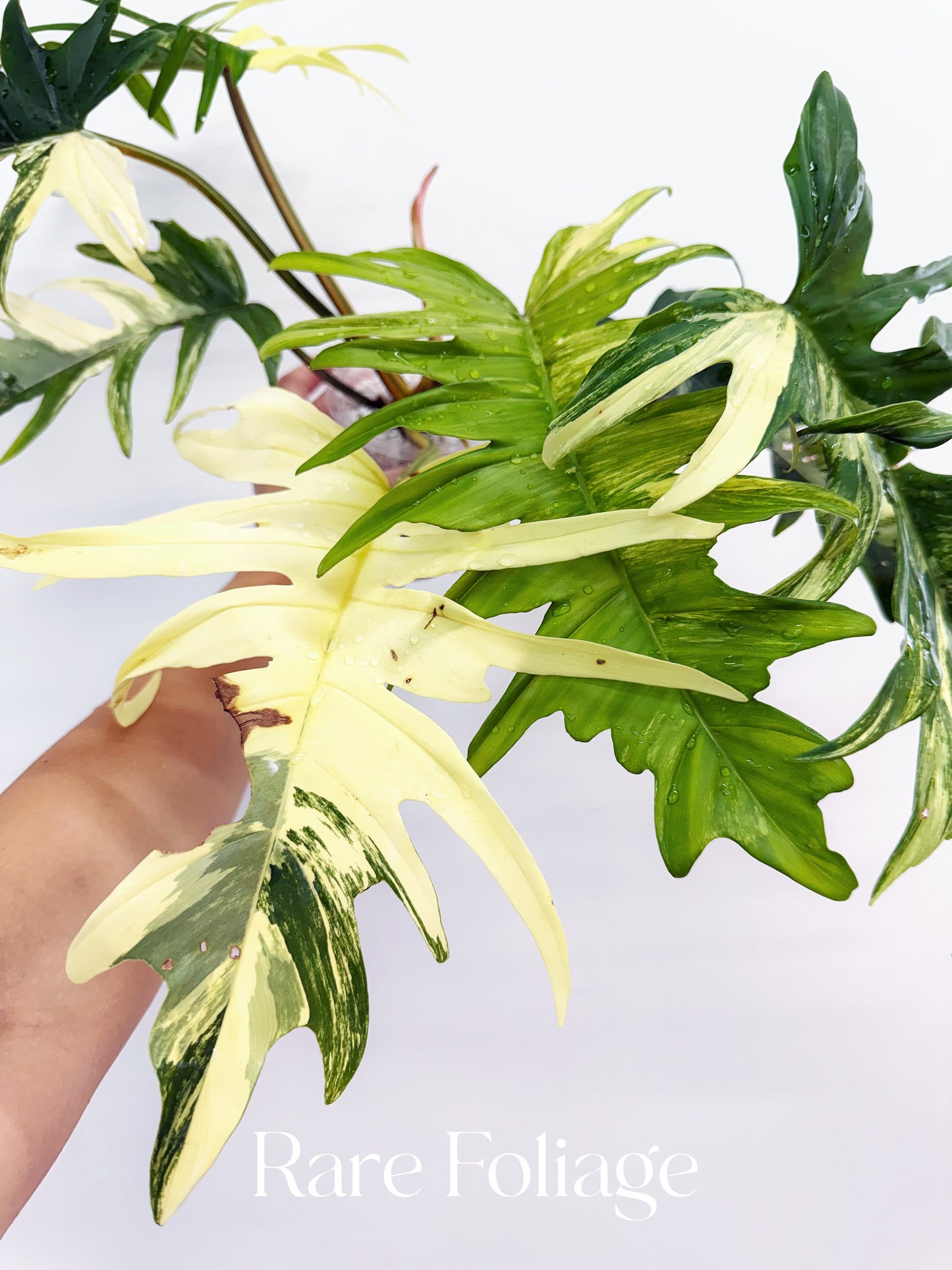 Philodendron Florida Beauty x Tortum XL 4” Exact Plant