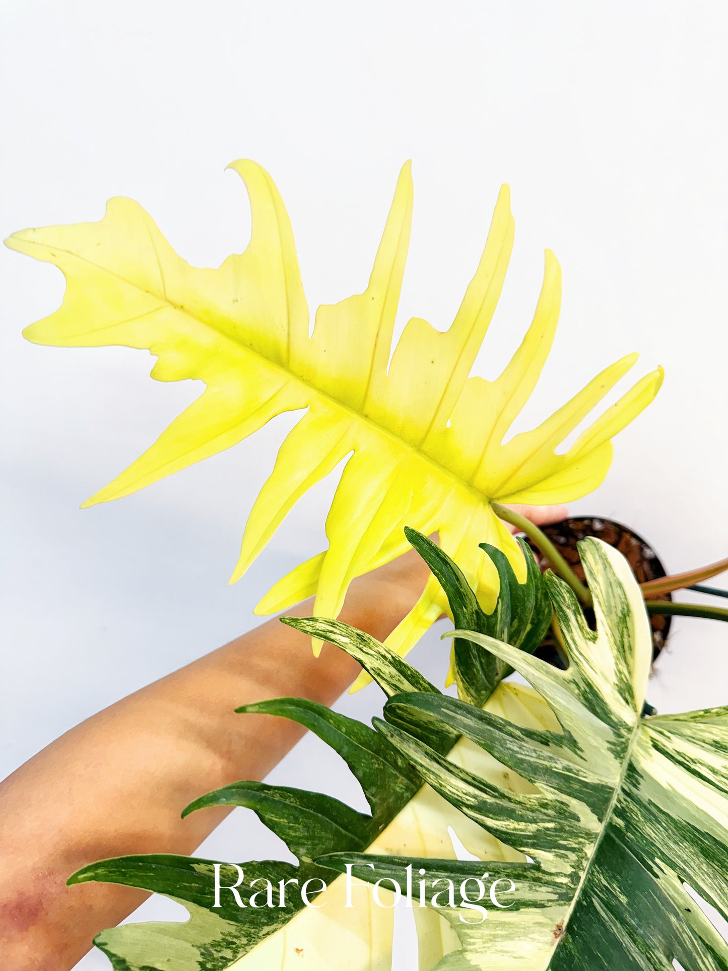 Philodendron Florida Beauty x Tortum 4” Exact Plant
