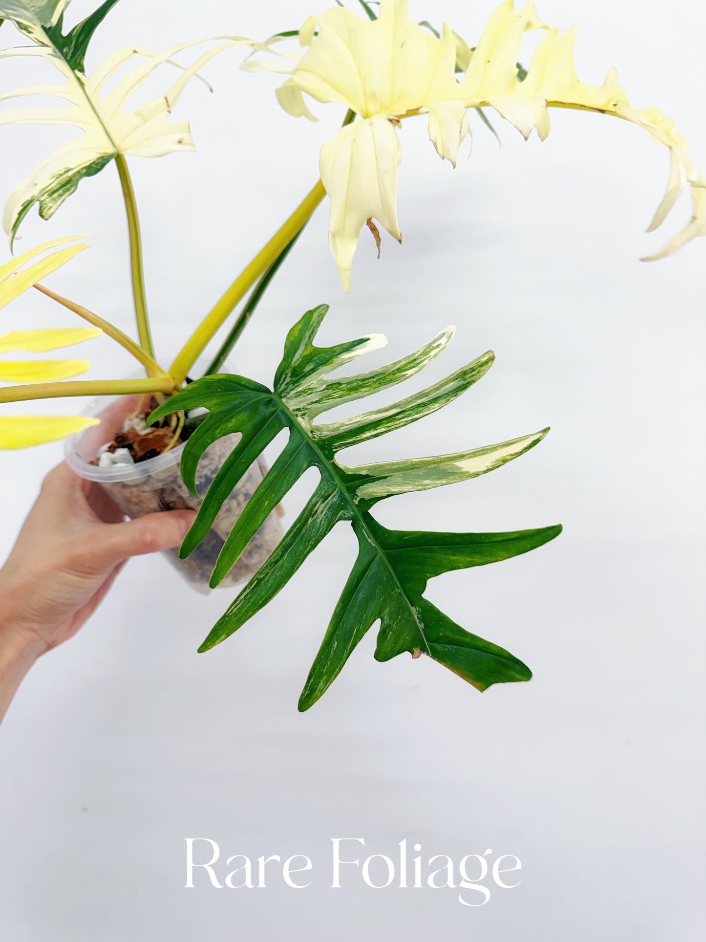 Philodendron Florida Beauty x Tortum XL 4” Exact Plant