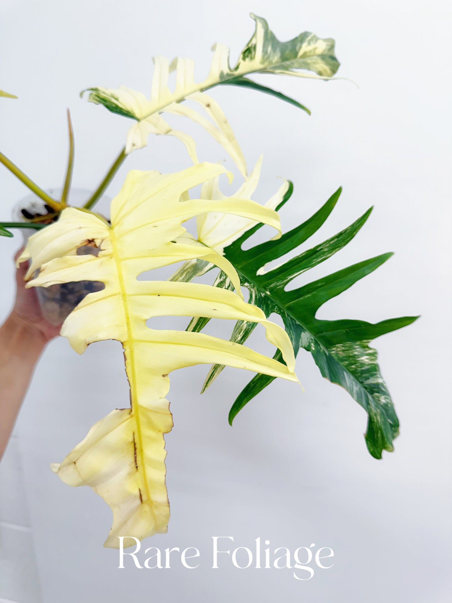 Philodendron Florida Beauty x Tortum XL 4” Exact Plant