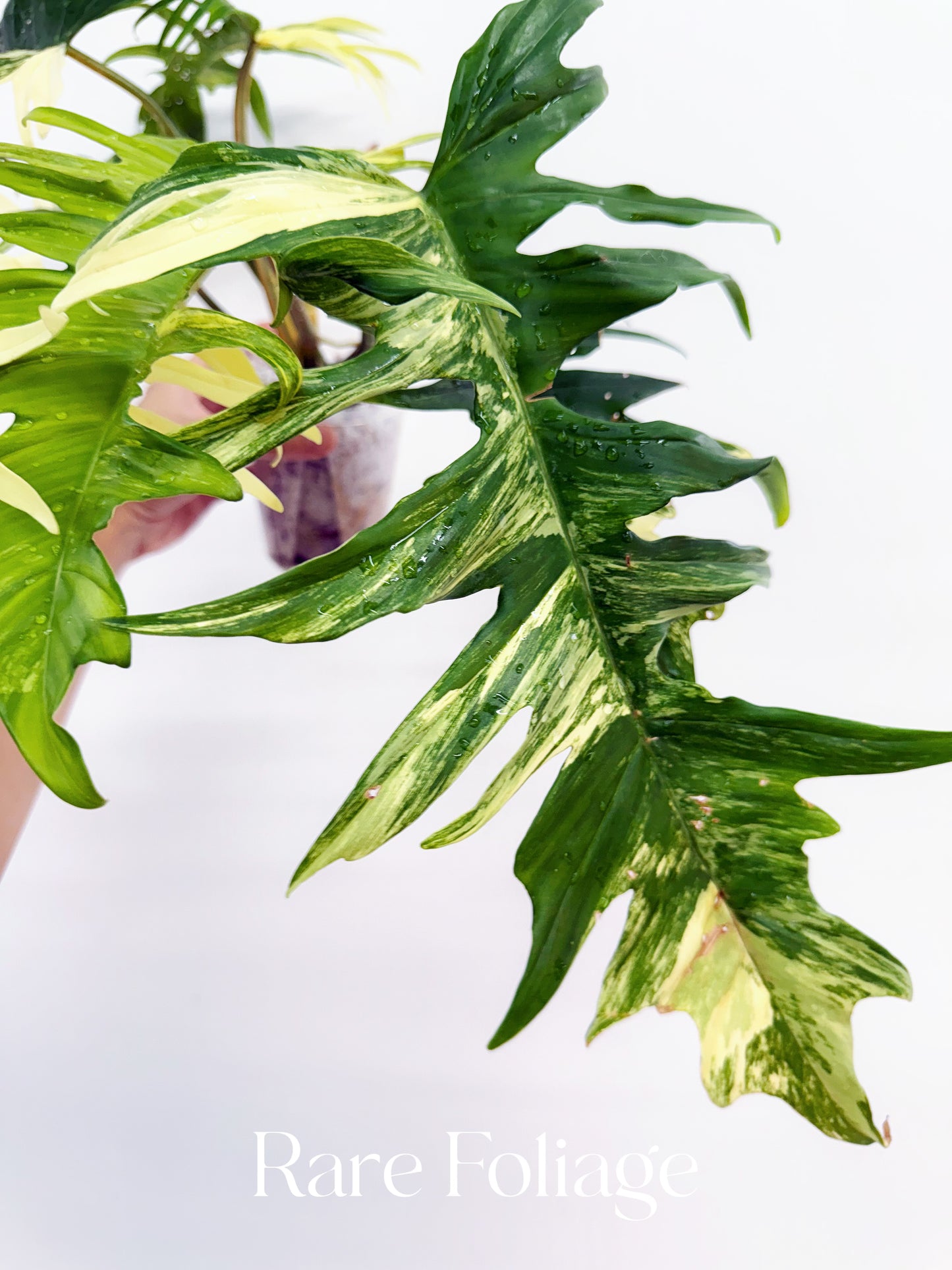 Philodendron Florida Beauty x Tortum XL 4” Exact Plant