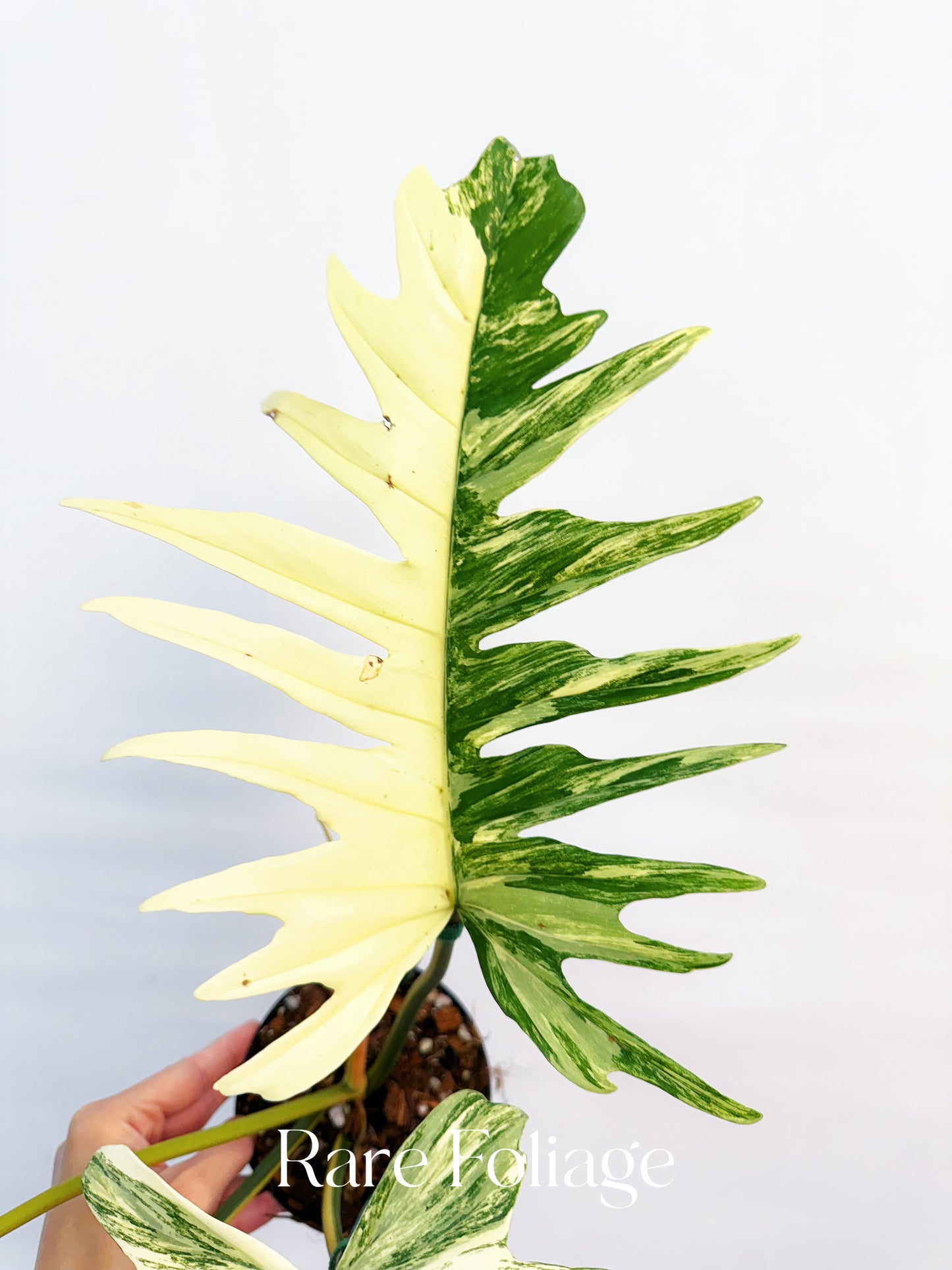 Philodendron Florida Beauty x Tortum 4” Exact Plant
