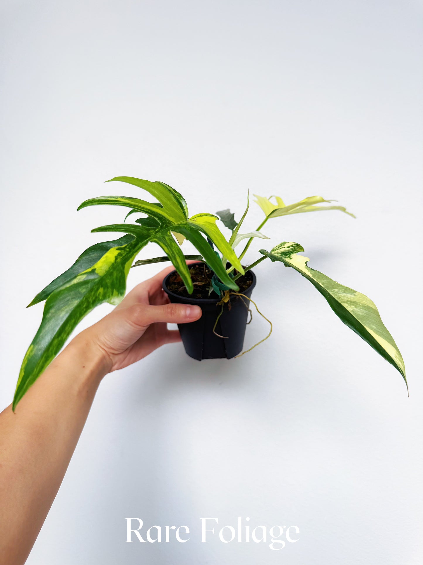 Philodendron Florida Beauty x Tortum 4”