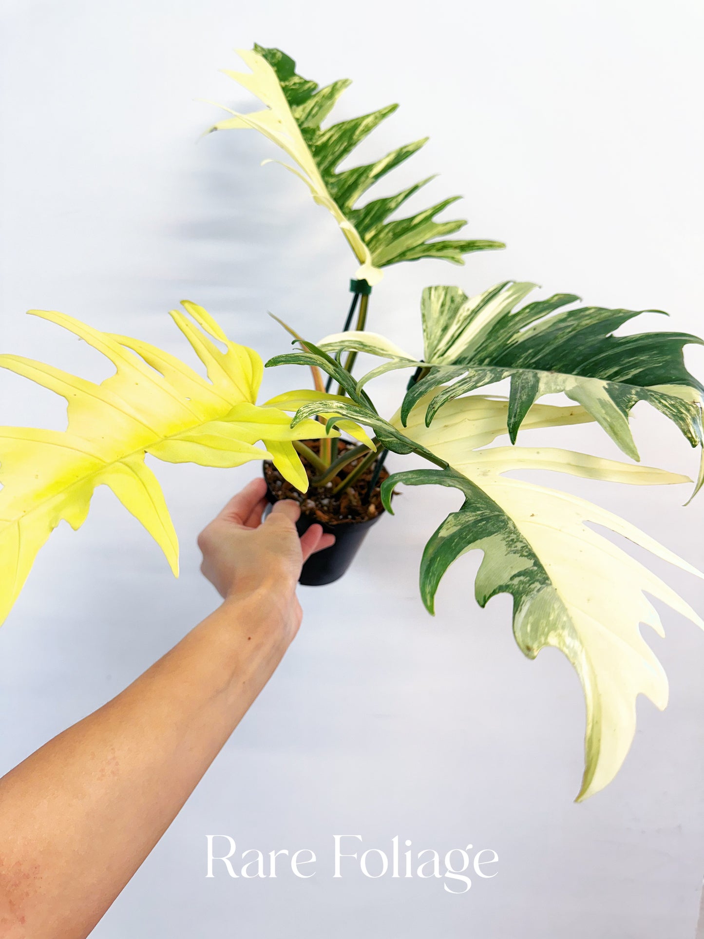 Philodendron Florida Beauty x Tortum 4” Exact Plant
